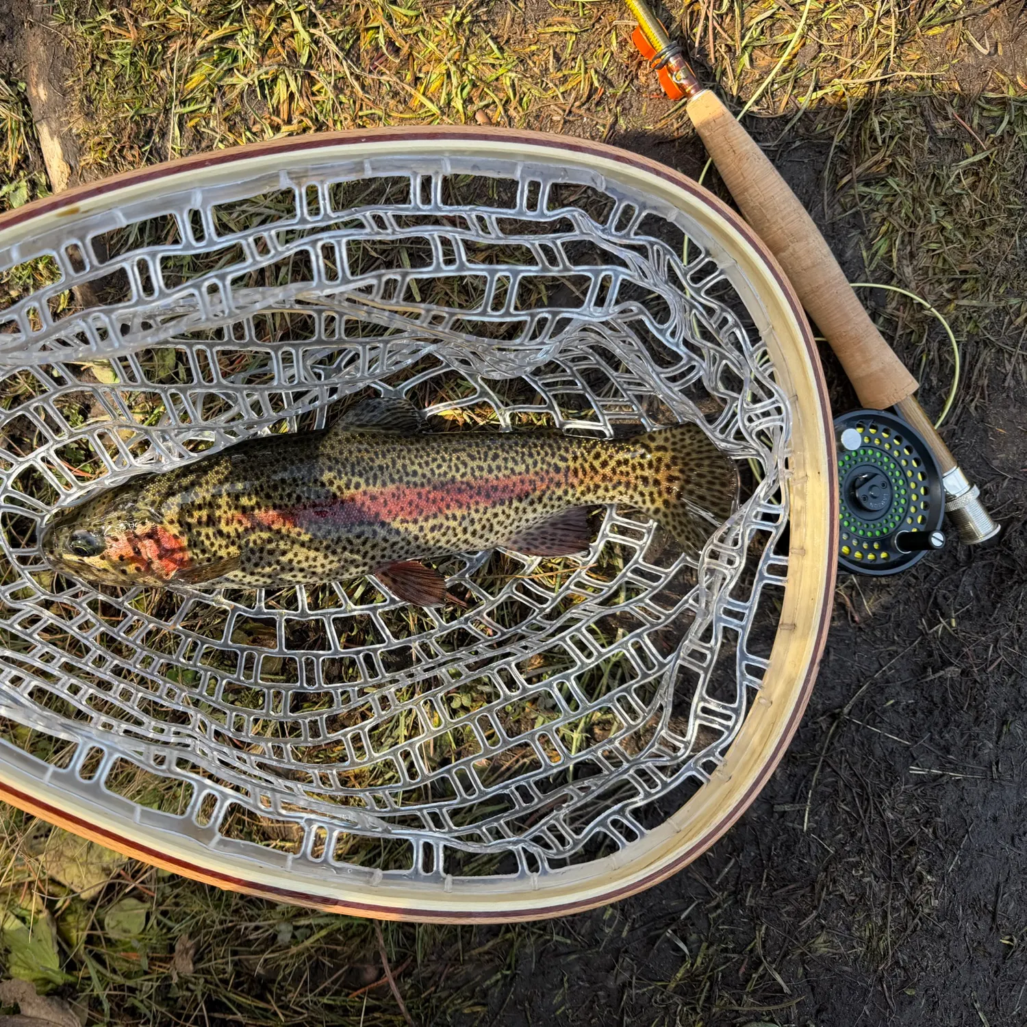 Rainbow trout caught on Fishbrain
