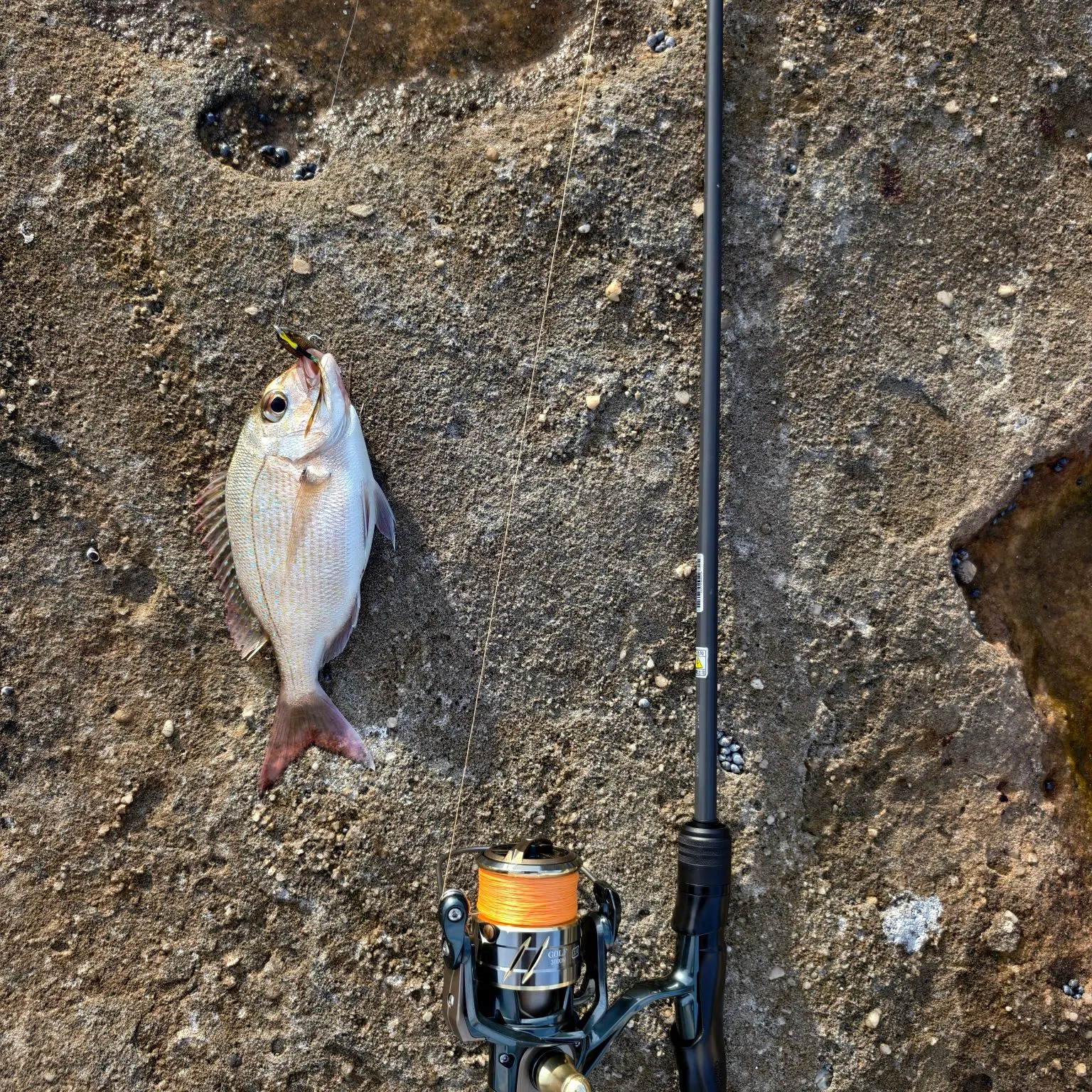 The most recent Australasian snapper catches on Fishbrain