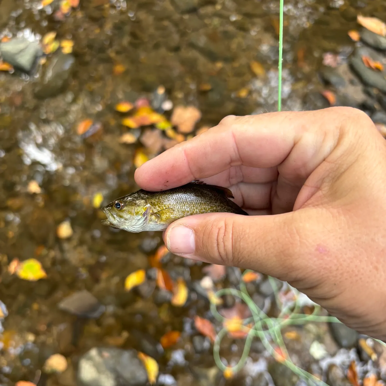 Smallmouth bass caught on Fishbrain