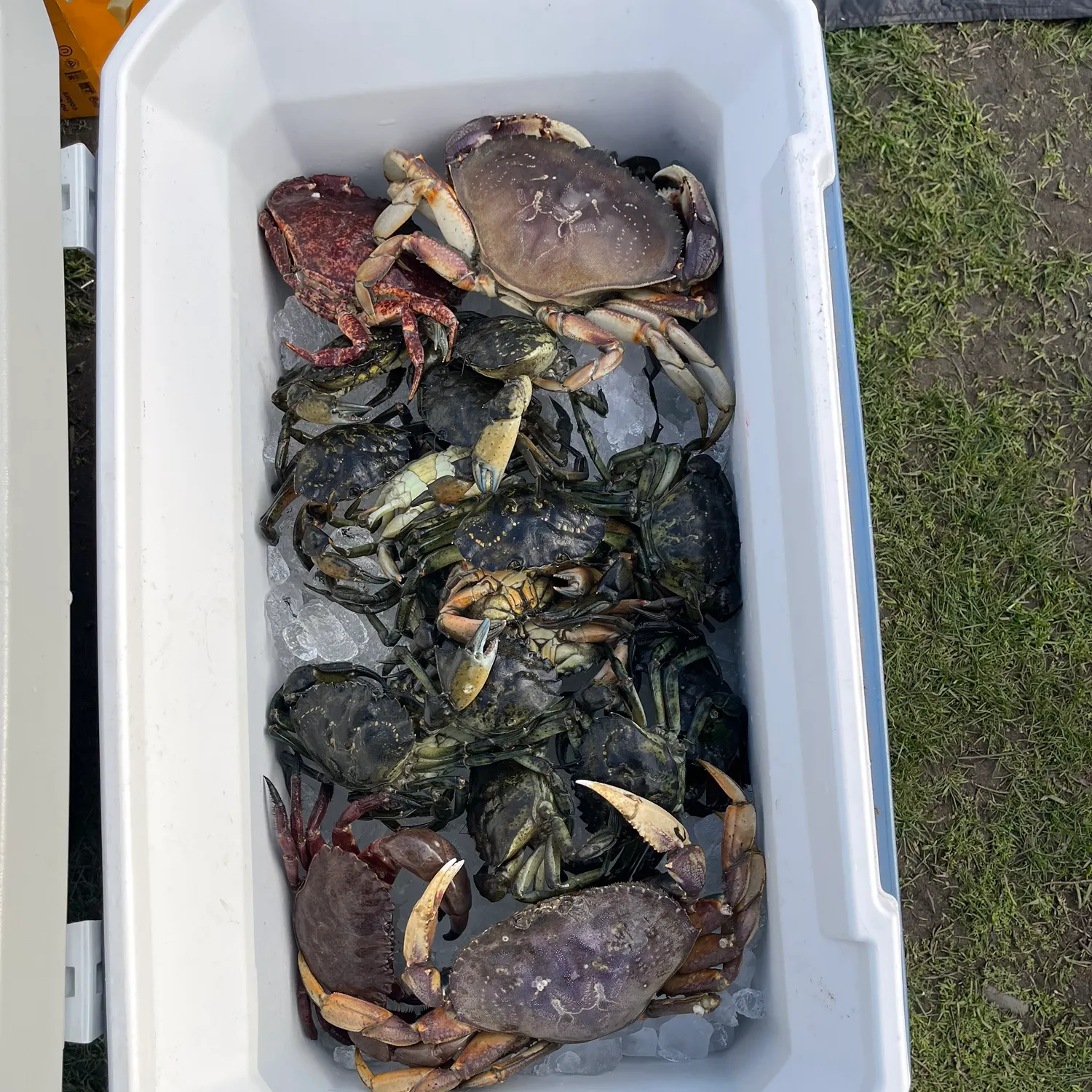 The most recent Red rock crab catches on Fishbrain