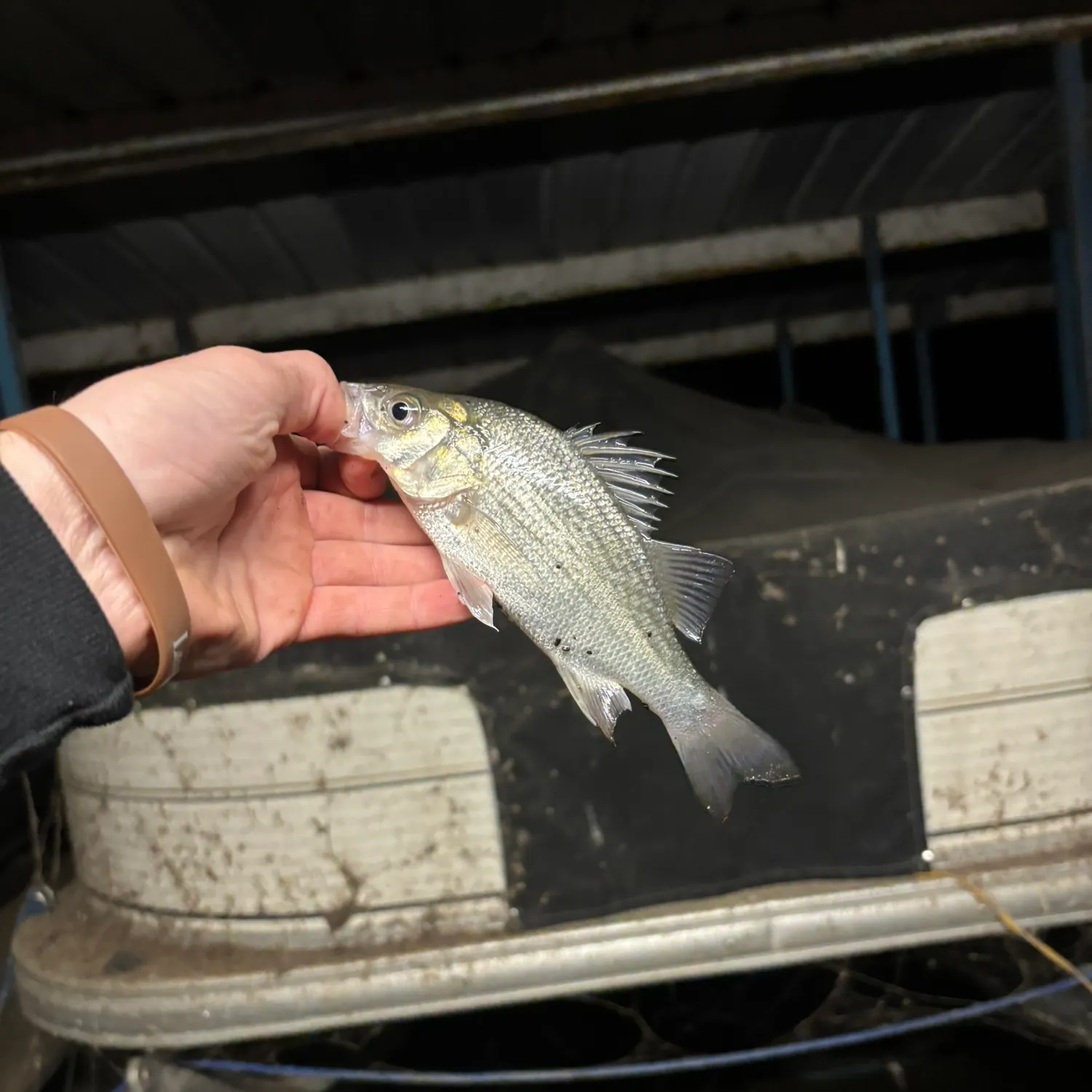 White perch caught on Fishbrain