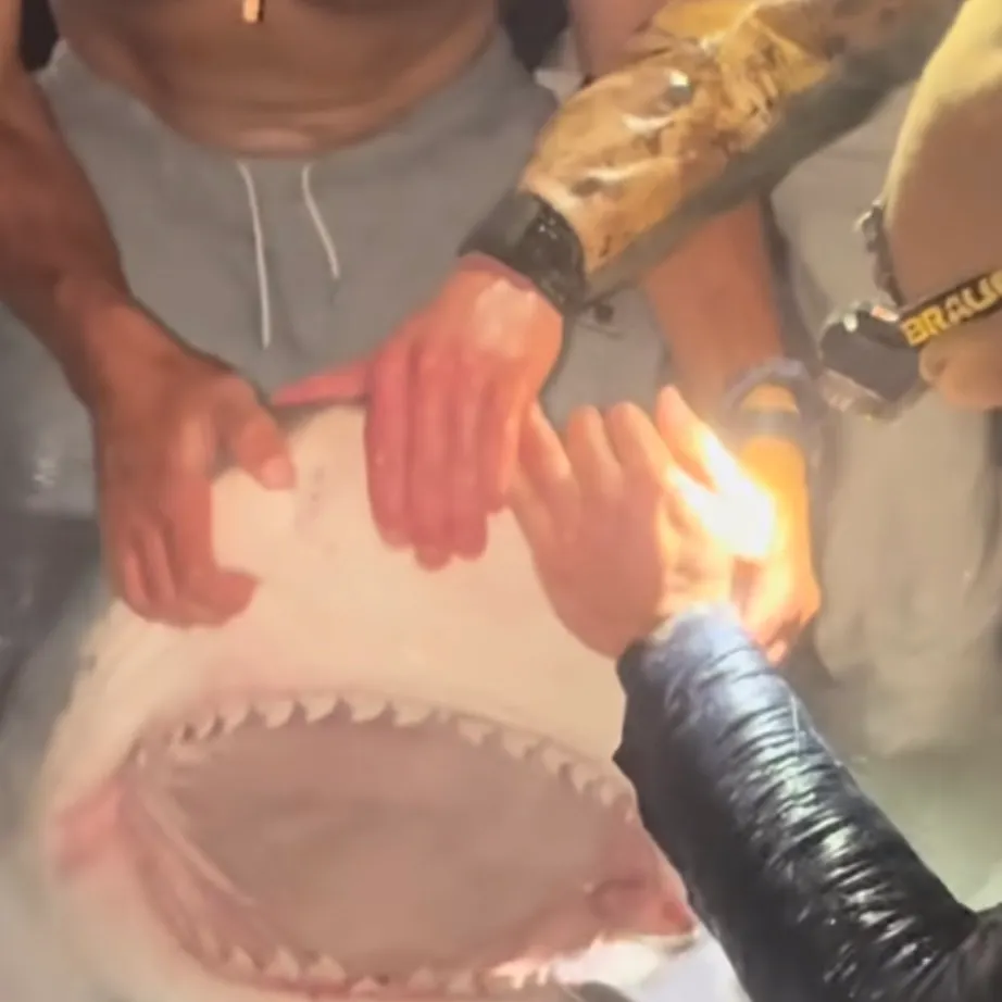 The most recent Great white shark catches on Fishbrain