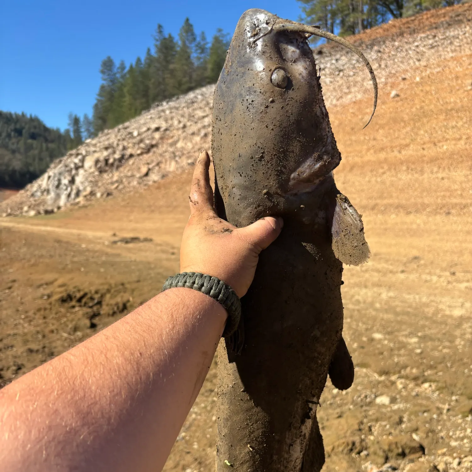 Channel catfish caught on Fishbrain