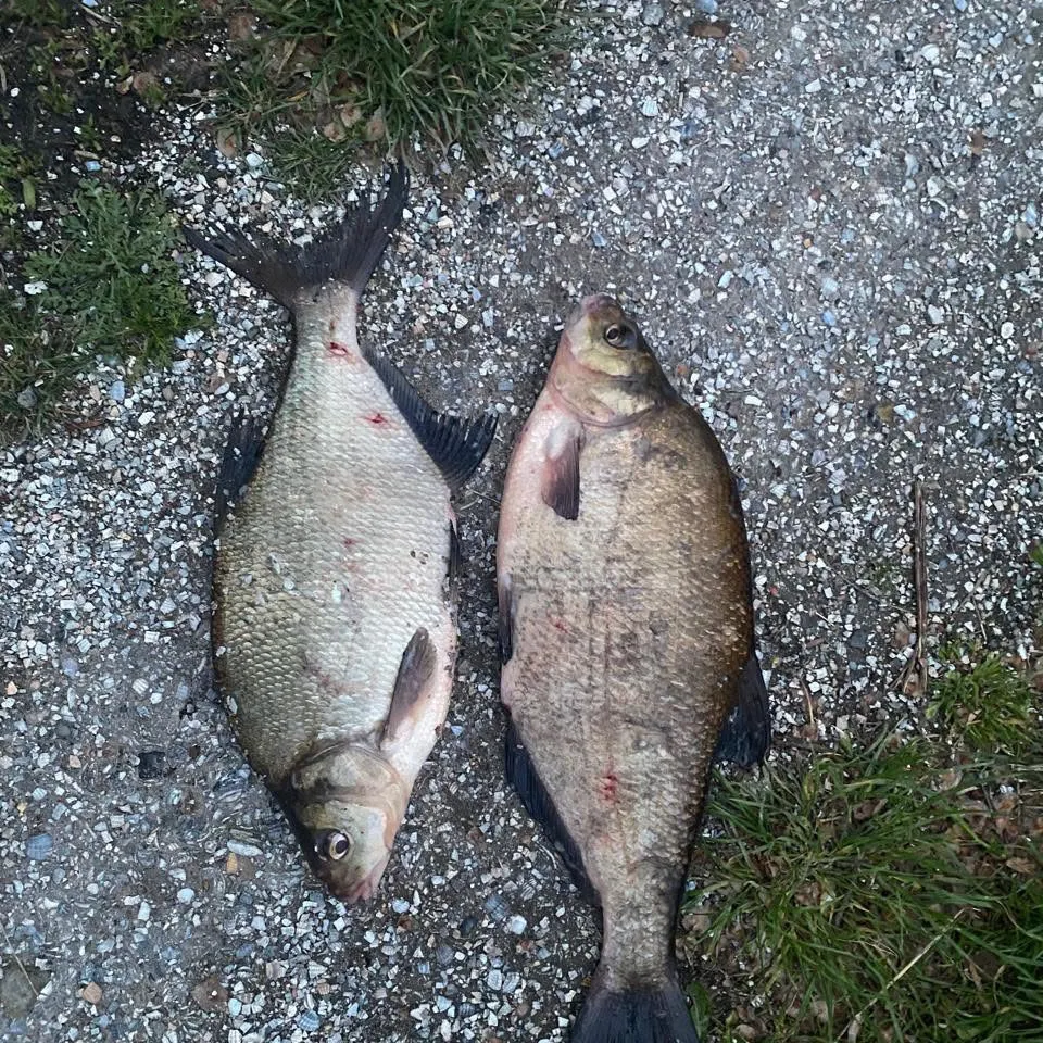Fish caught on Fishbrain
