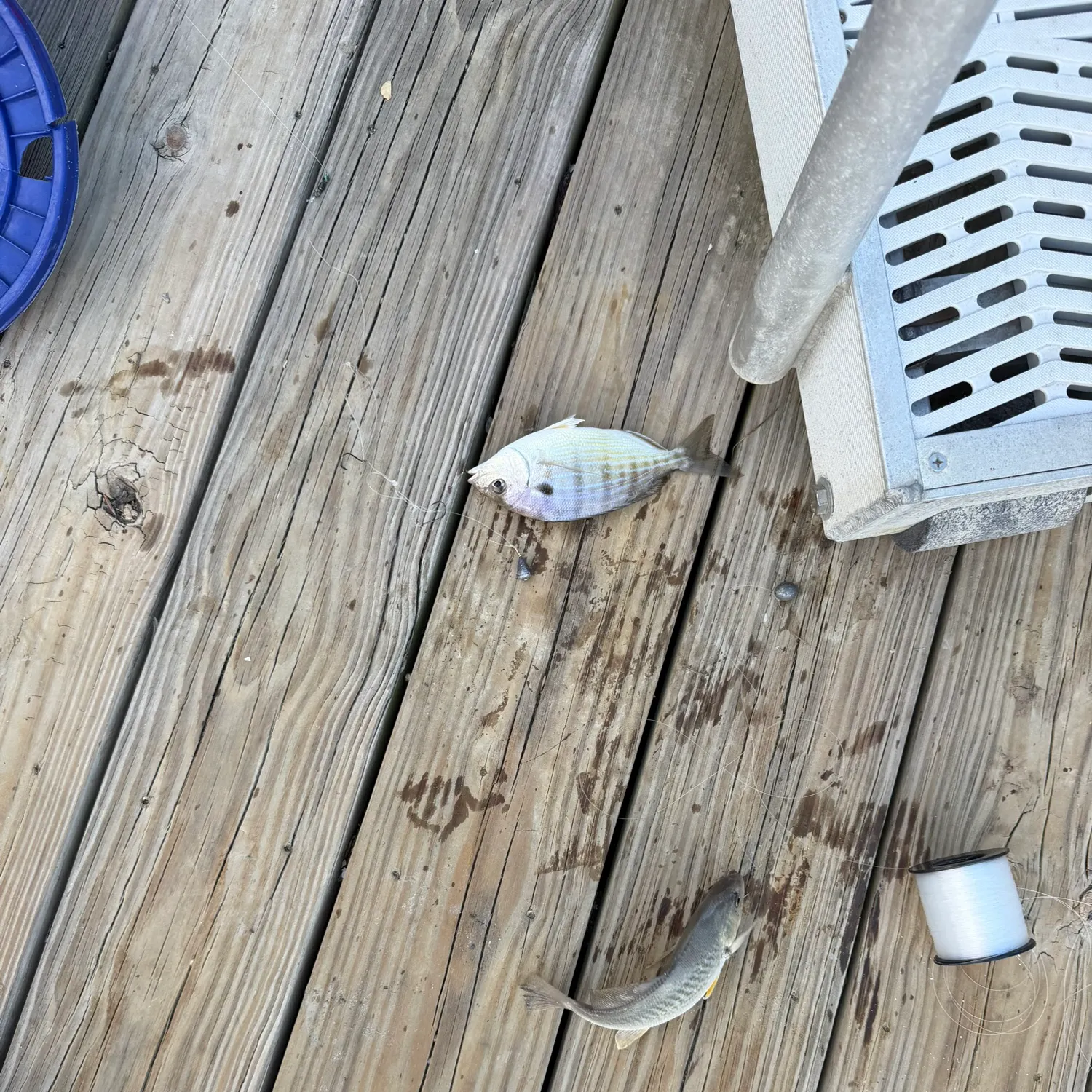 Pinfish caught on Fishbrain