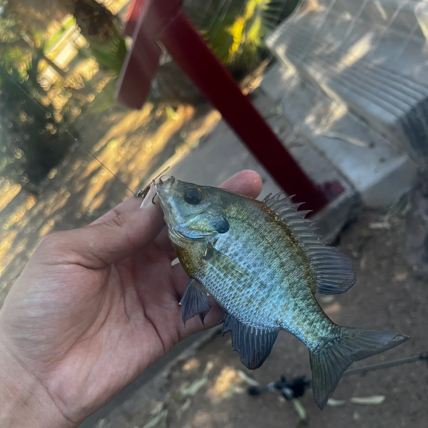 catch