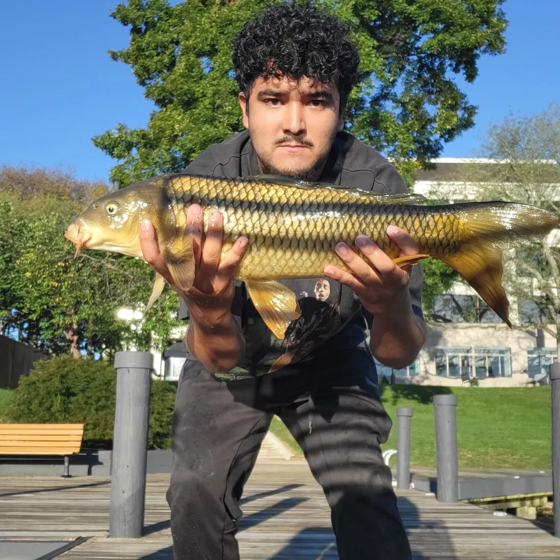 Common carp caught on Fishbrain