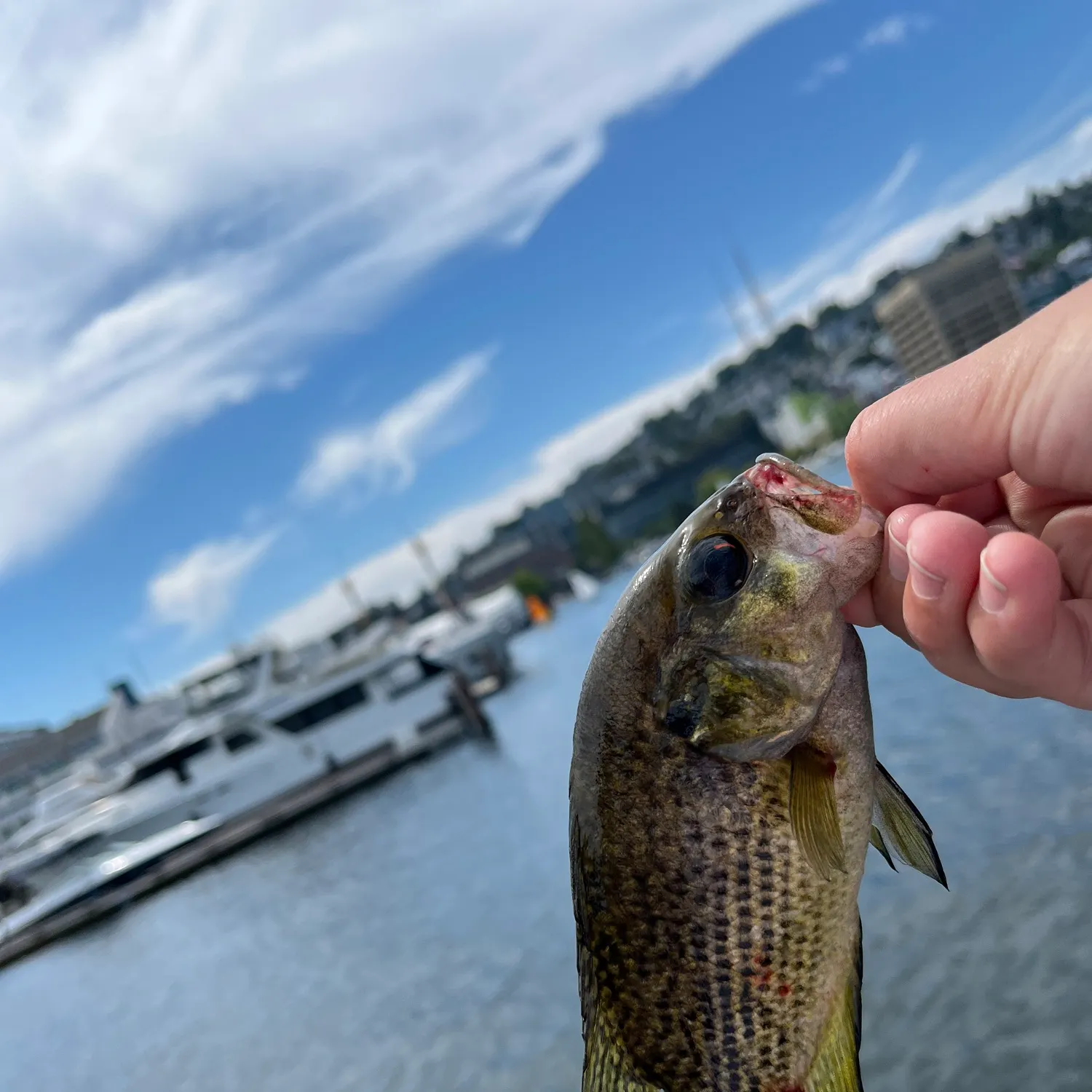 catch