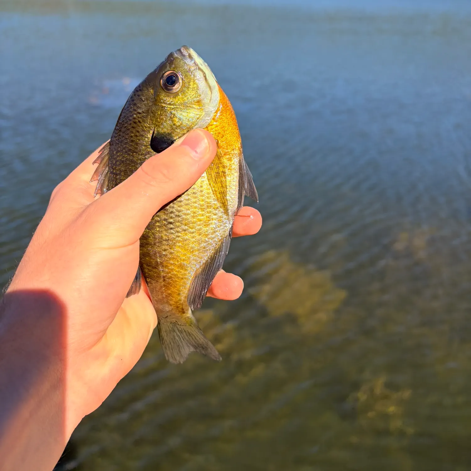 Bluegill caught on Fishbrain