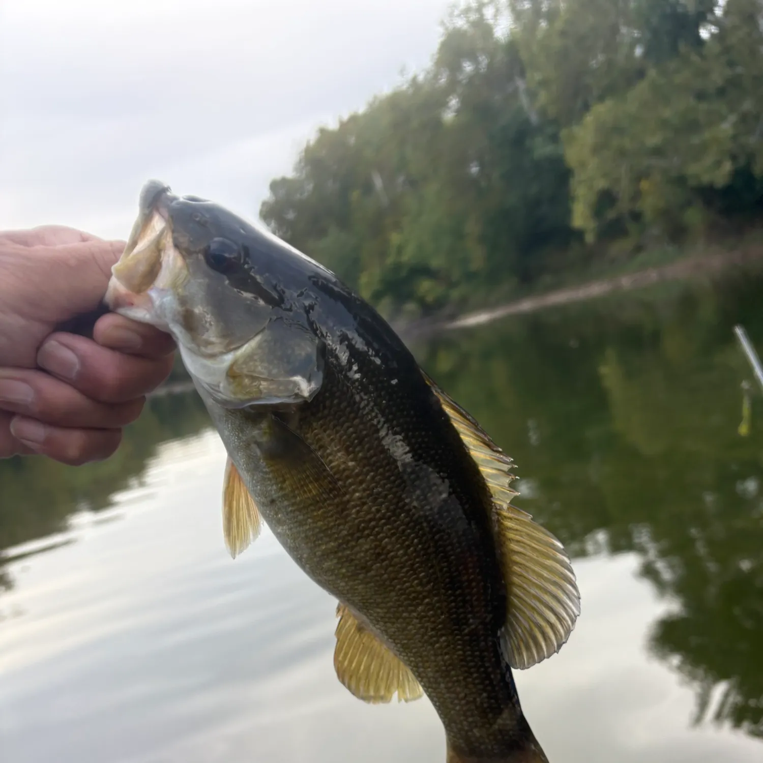 Smallmouth bass caught on Fishbrain