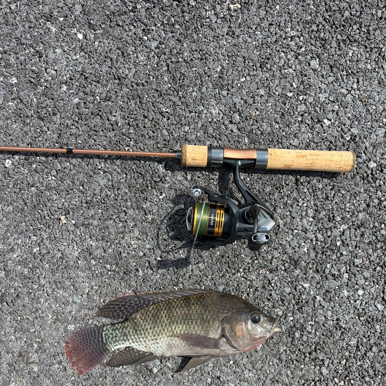 recently logged catches