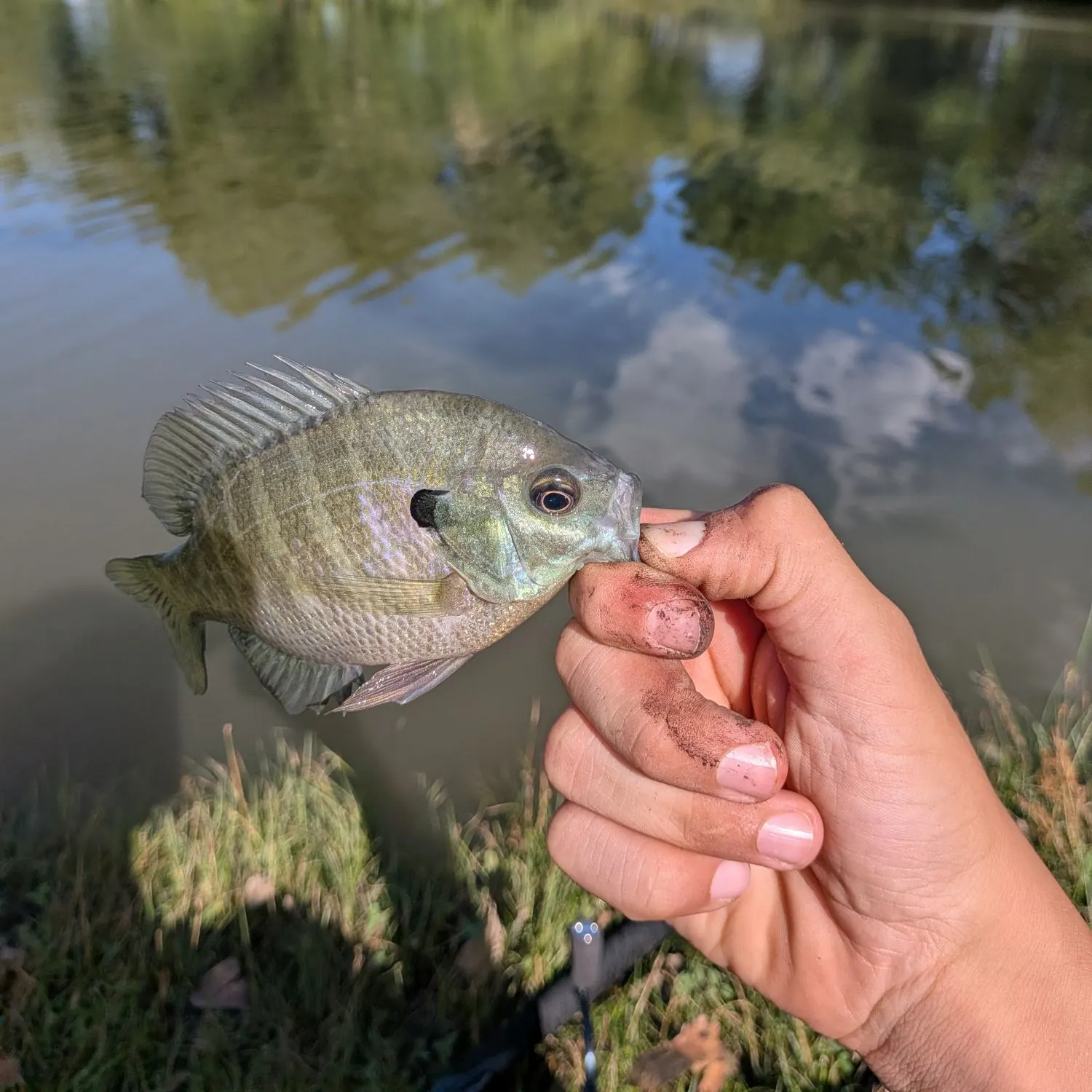Bluegill caught on Fishbrain
