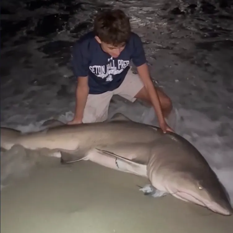 The most recent Bull shark catches on Fishbrain