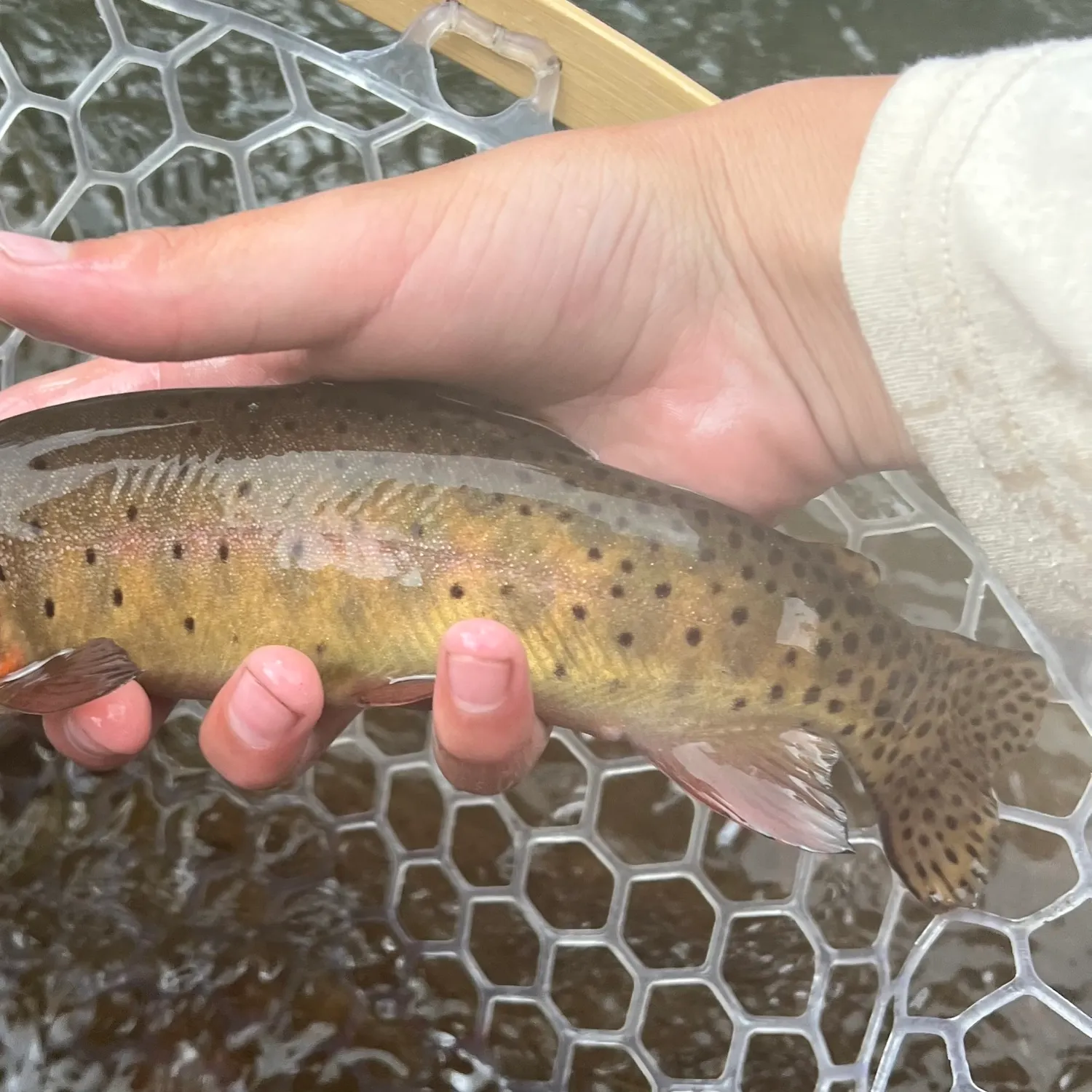 The most recent Colorado river cutthroat trout catches on Fishbrain