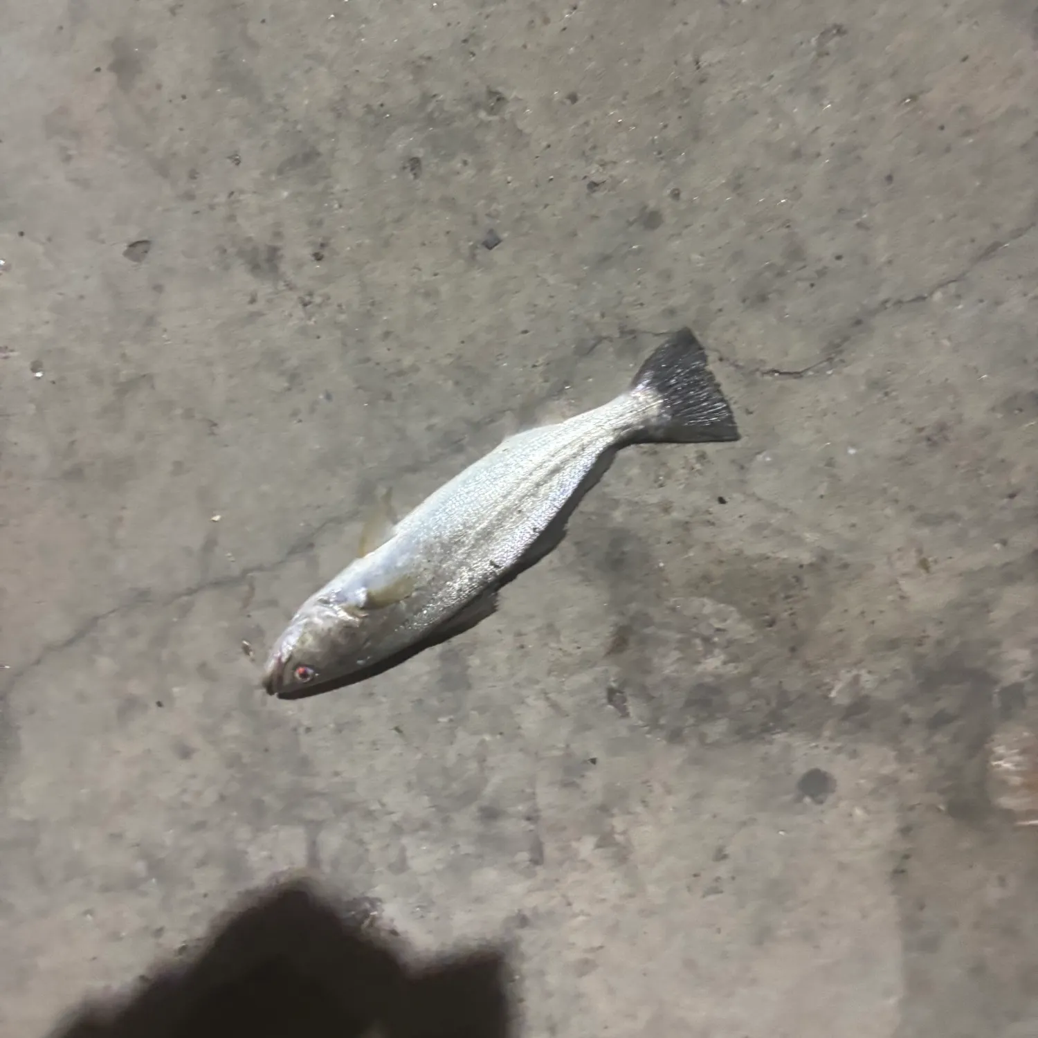 The most recent Shortfin corvina catches on Fishbrain