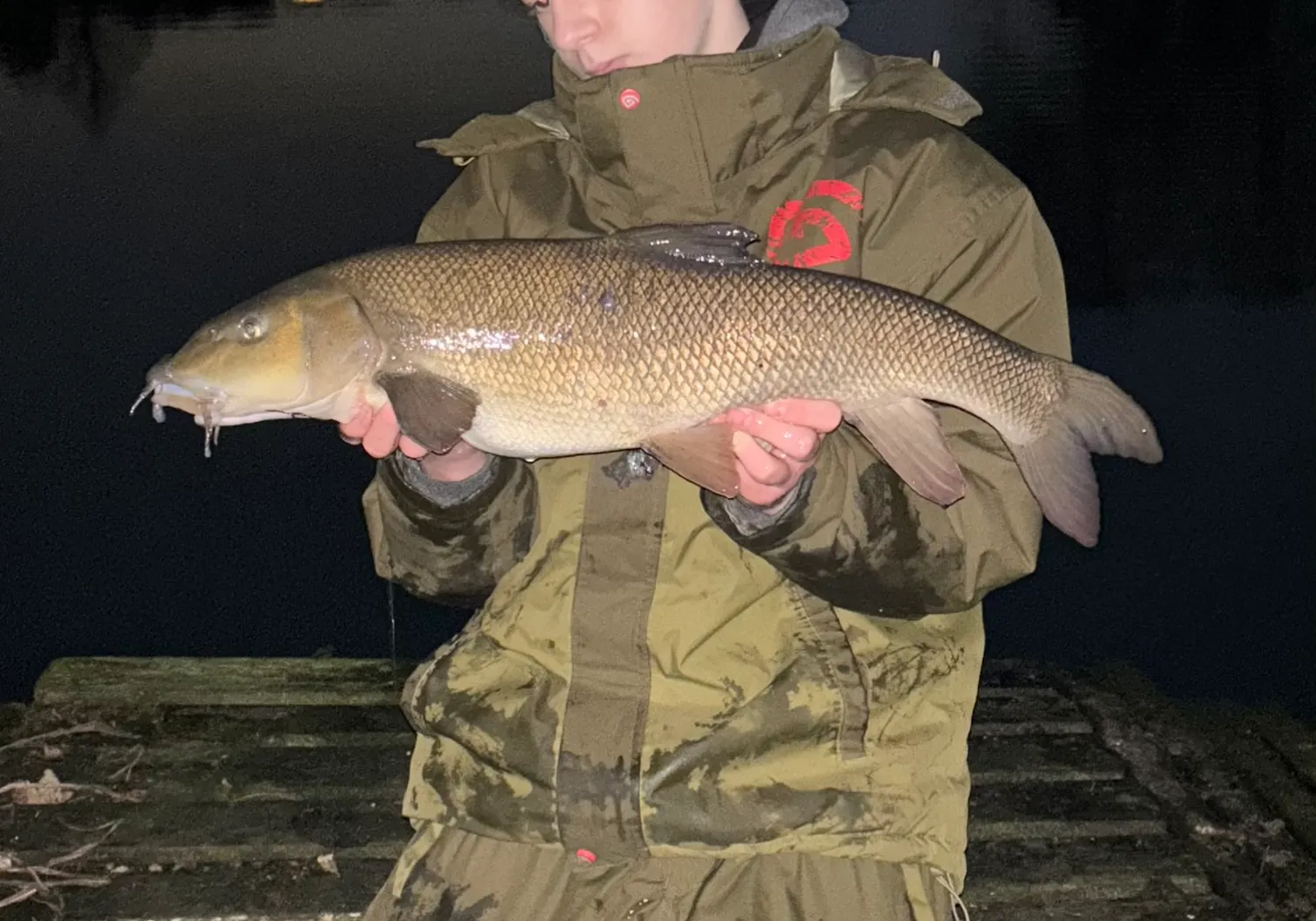 Common barbel