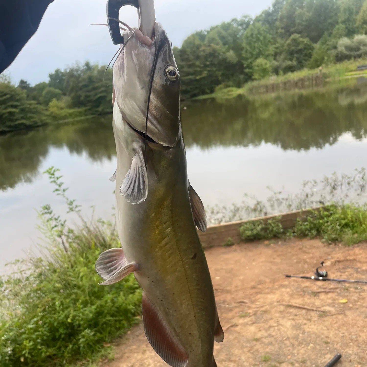Channel catfish caught on Fishbrain