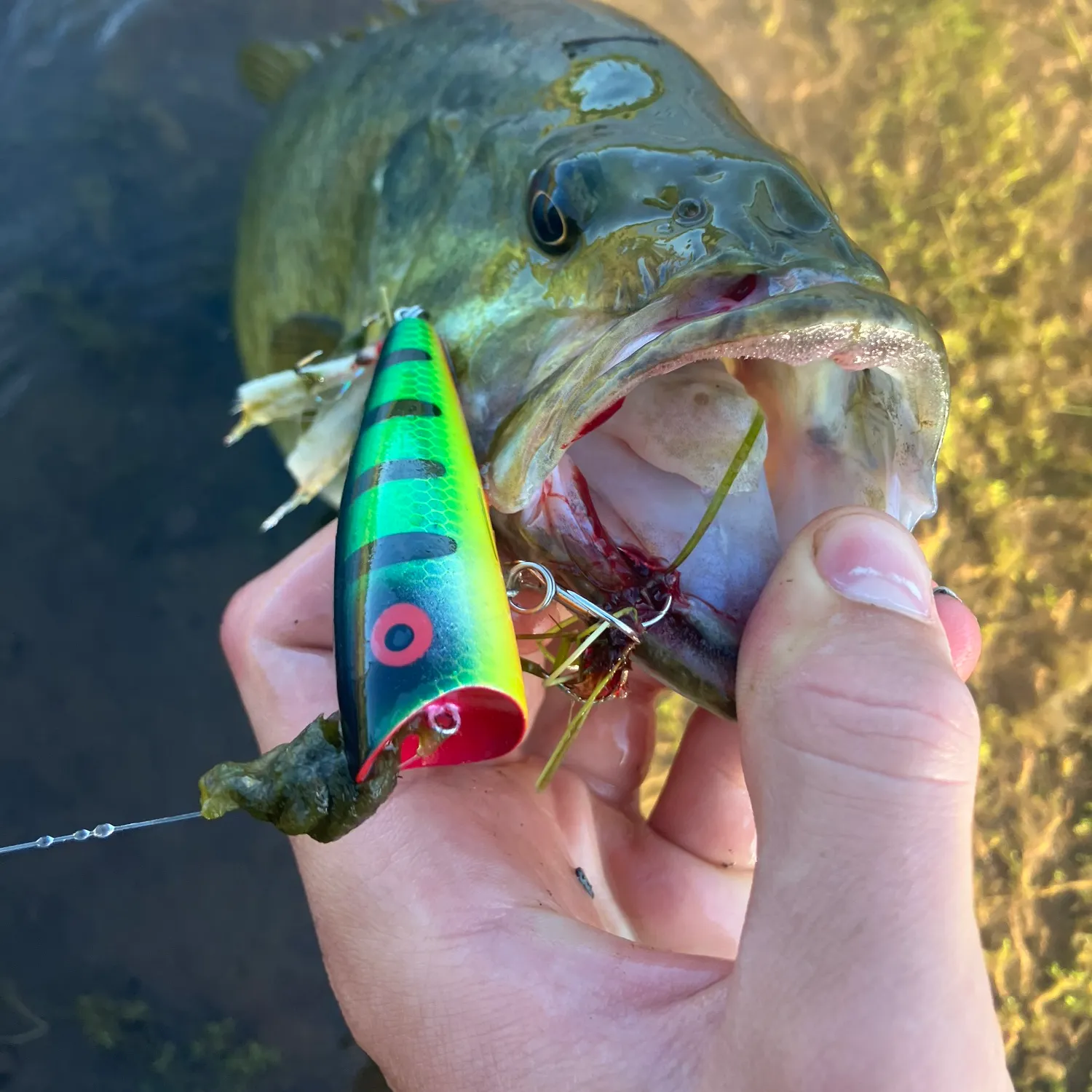 The most recent Smallmouth bass catches on Fishbrain