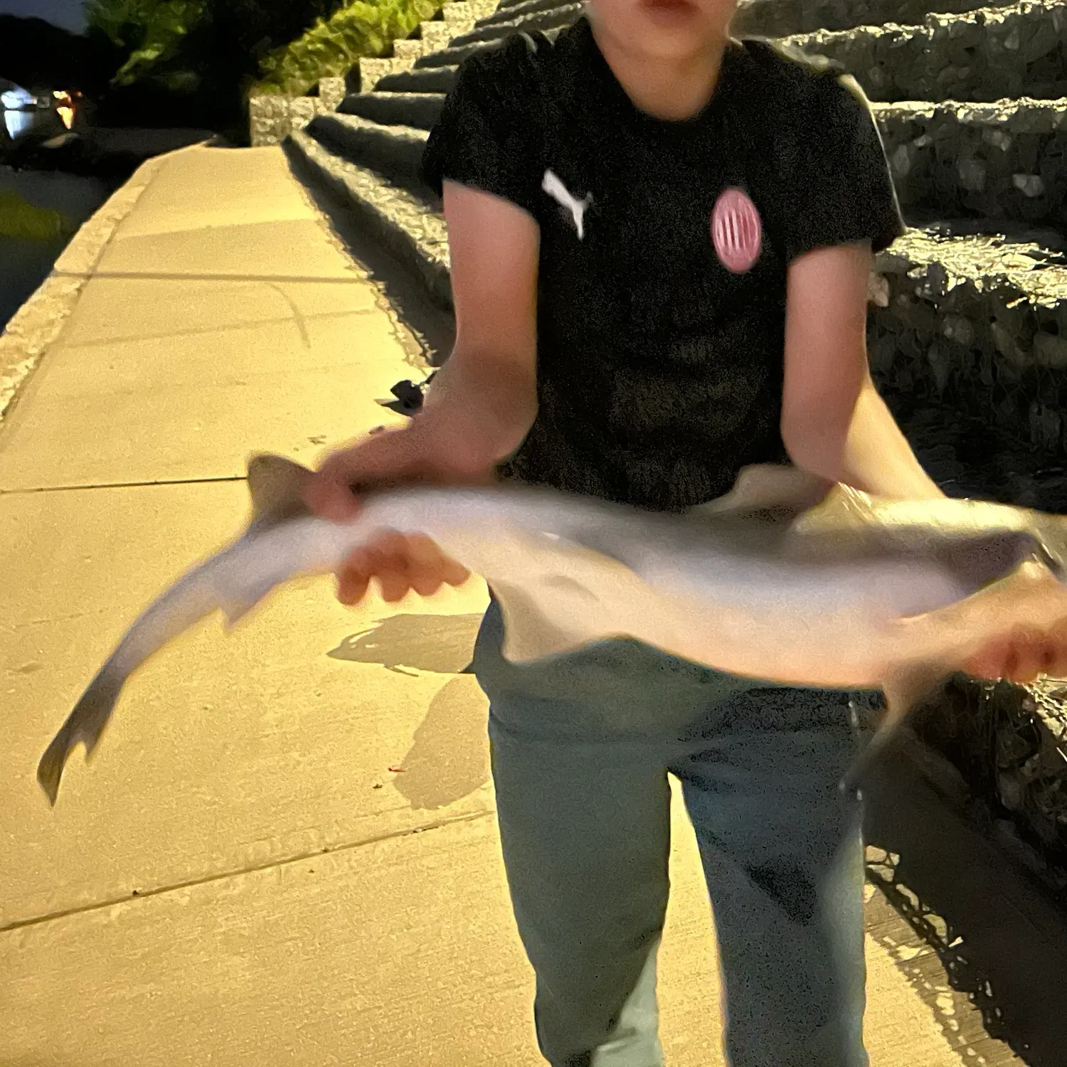 Dusky smooth-hound caught on Fishbrain