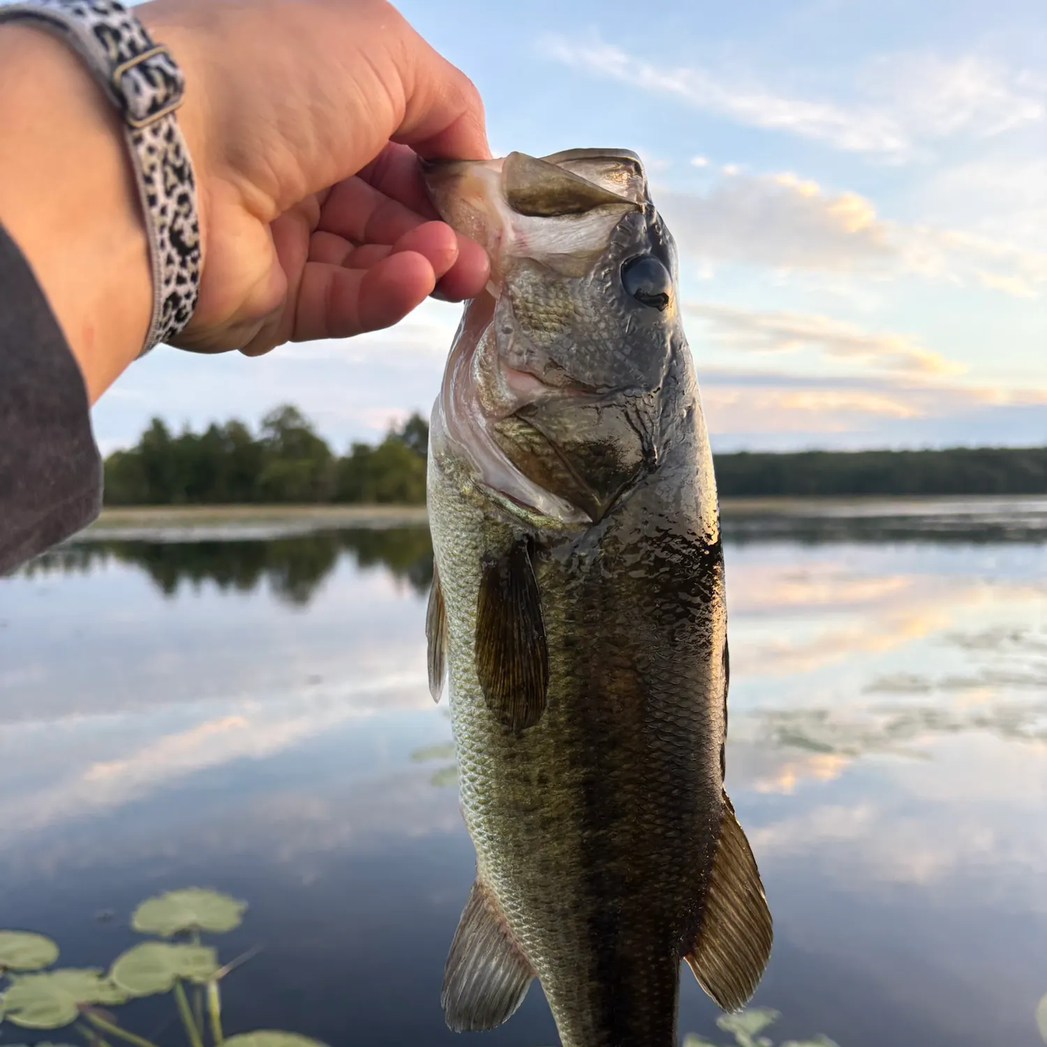 Largemouth bass caught on Fishbrain