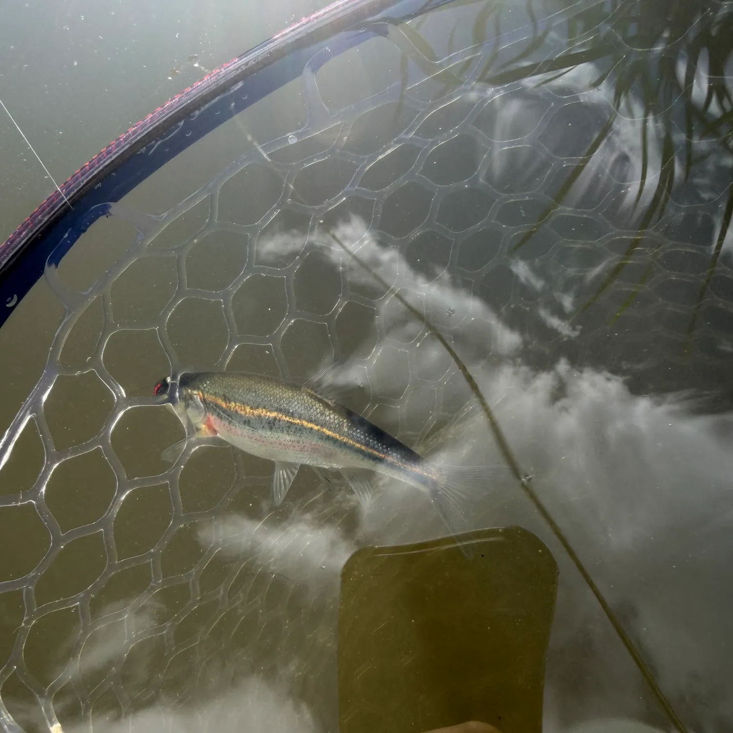 The most recent Lahontan redside shiner catches on Fishbrain