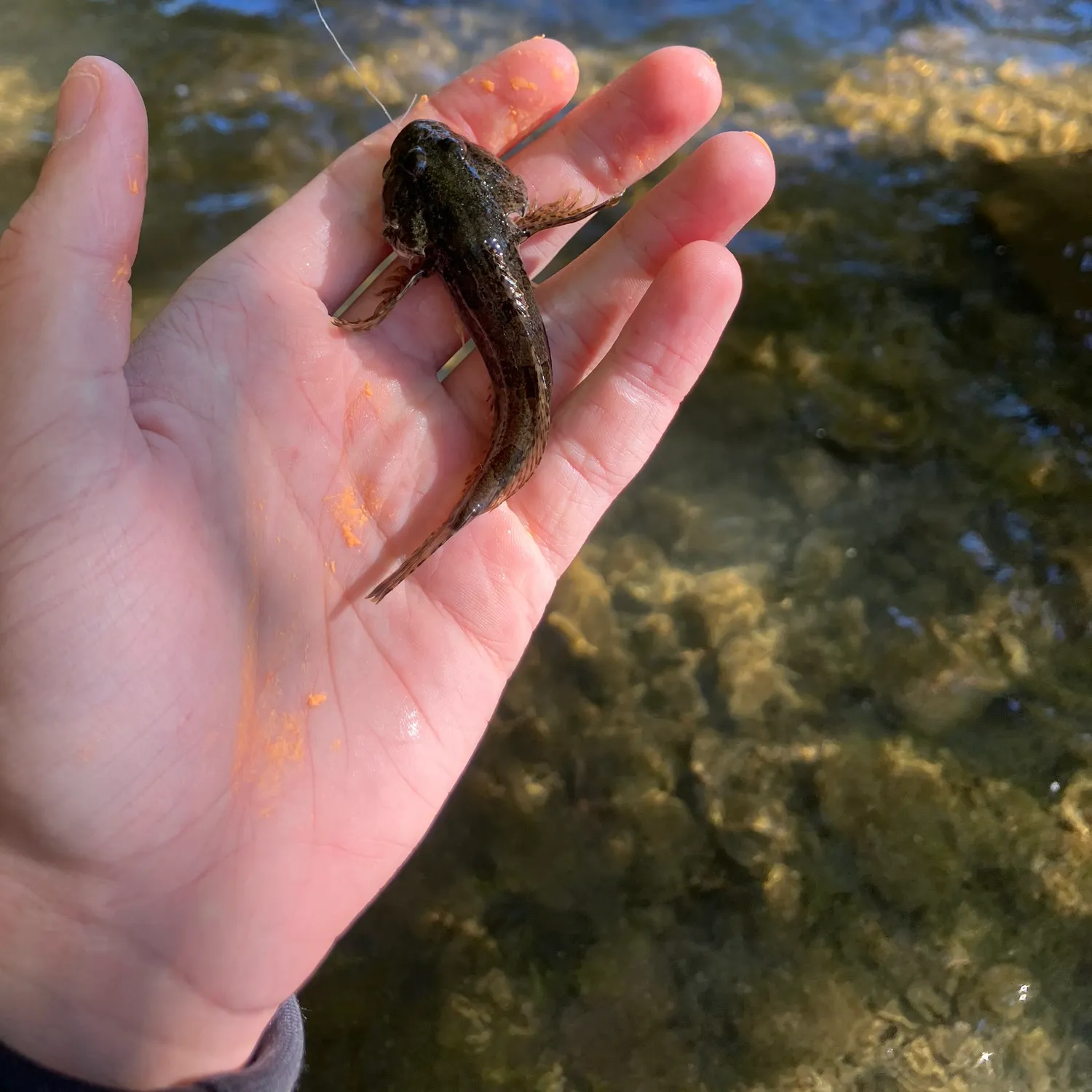 Mottled sculpin caught on Fishbrain