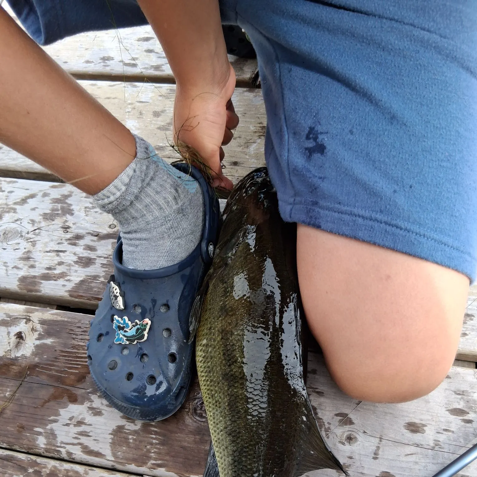 Largemouth bass caught on Fishbrain