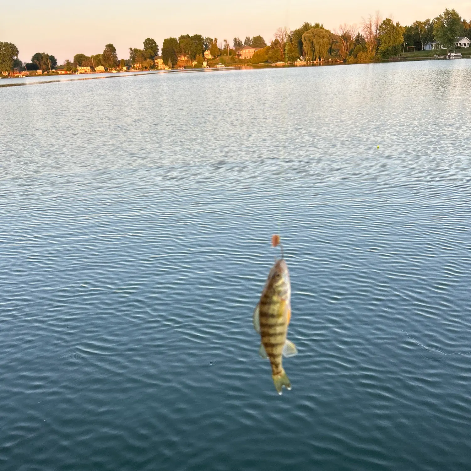 Yellow perch caught on Fishbrain