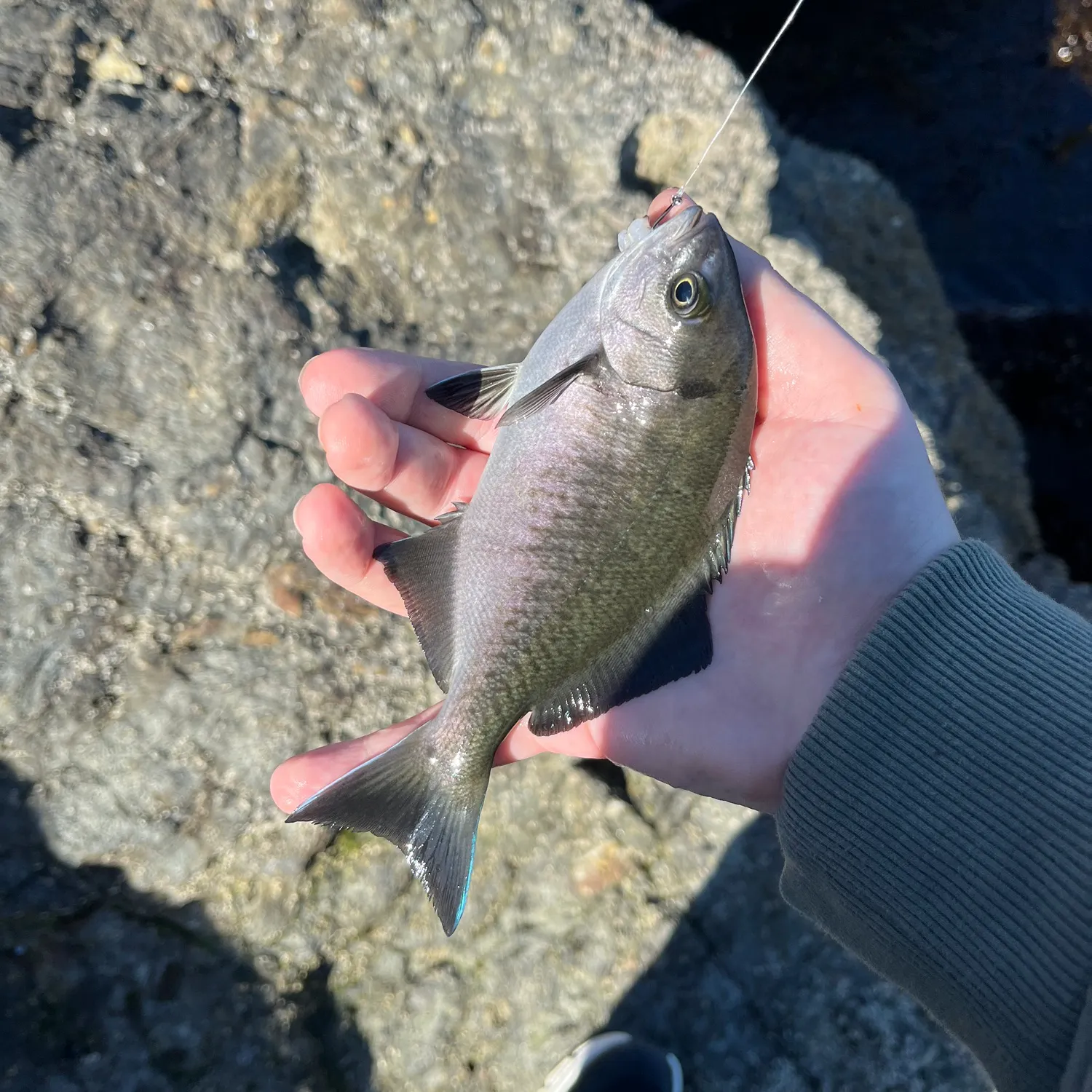 The most recent Halfmoon catches on Fishbrain