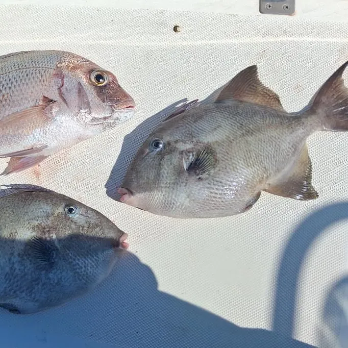 Fish caught on Fishbrain