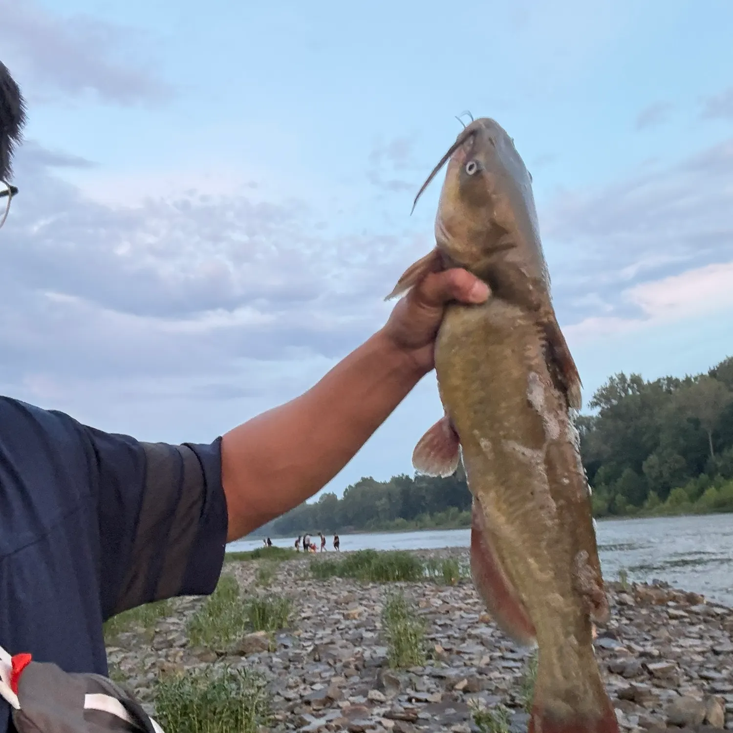 Channel catfish caught on Fishbrain