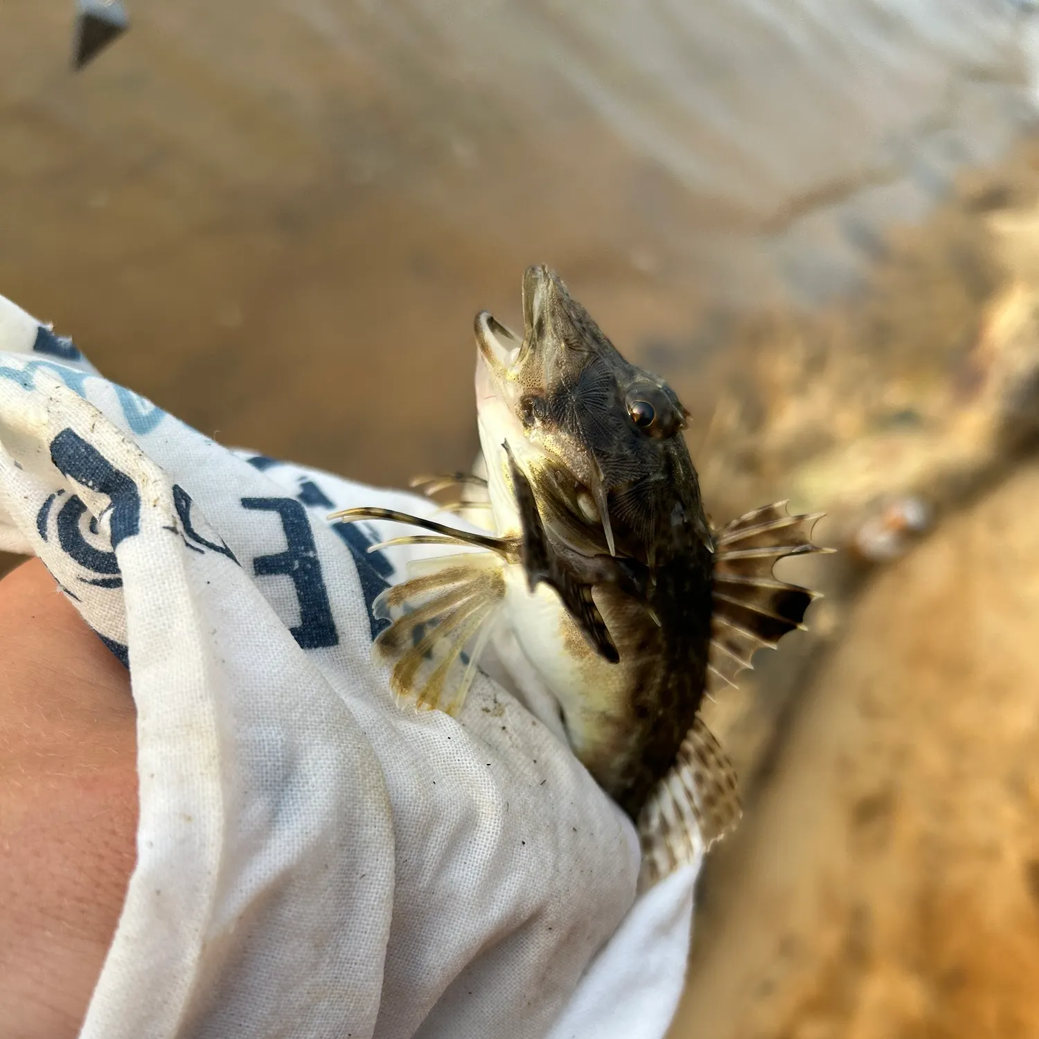 The most recent Northern searobin catches on Fishbrain