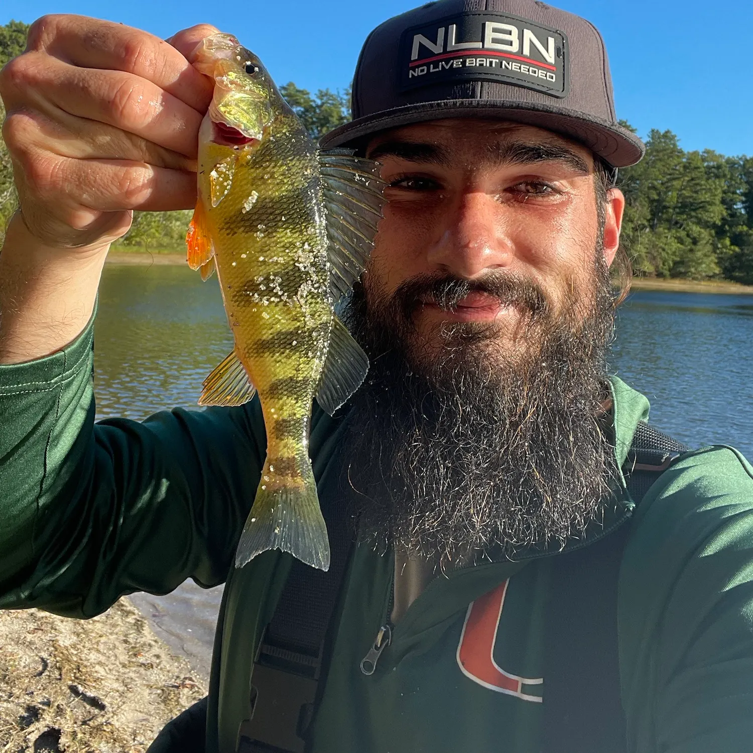 Yellow perch caught on Fishbrain