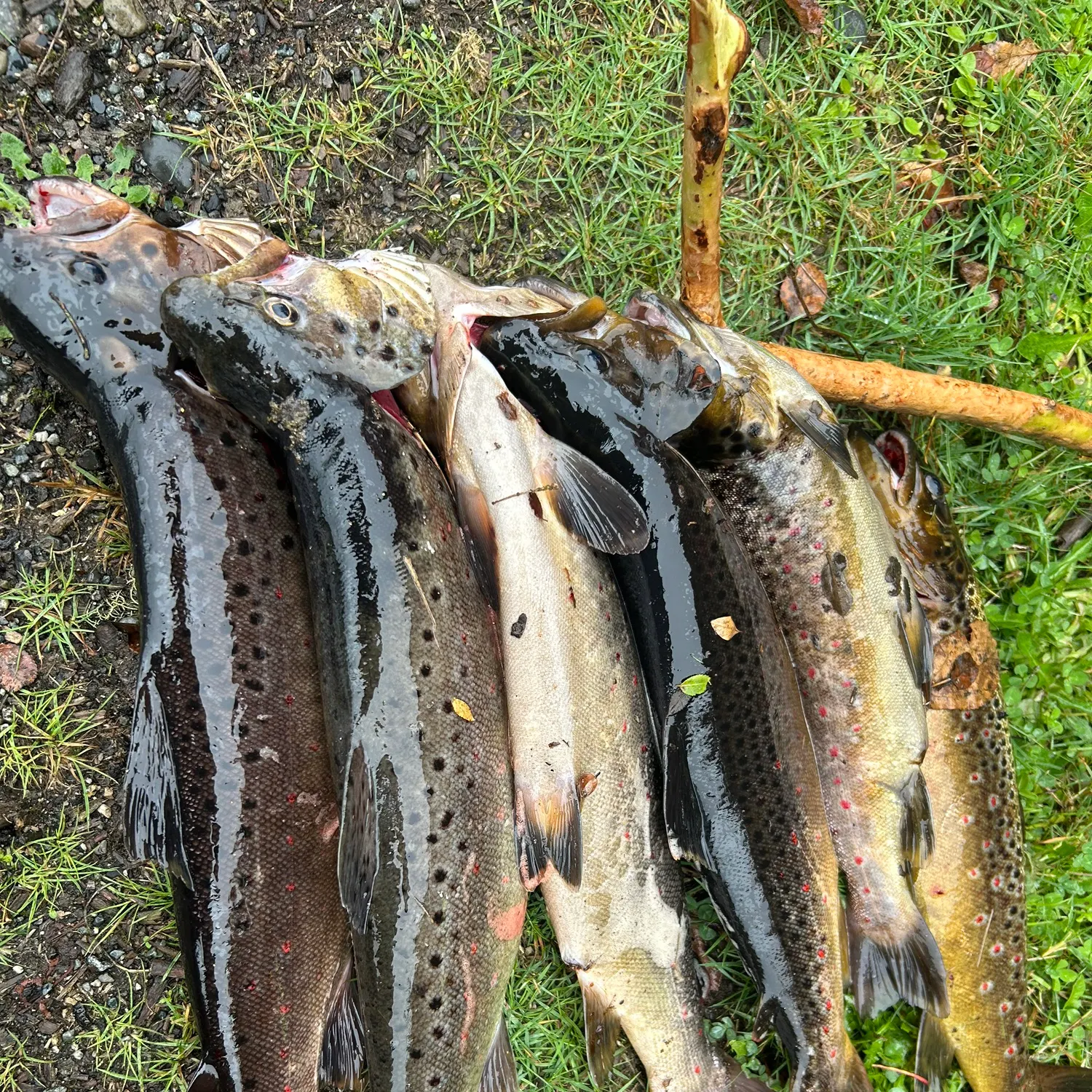 recently logged catches