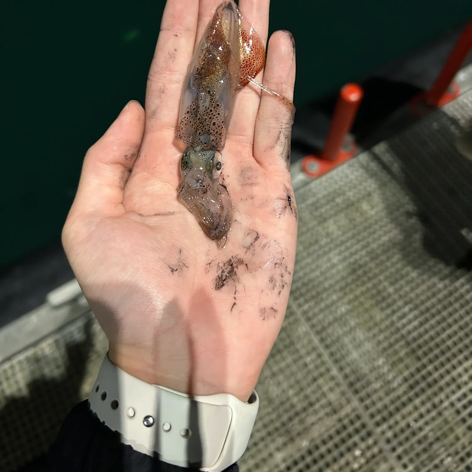 The most recent Market squid catches on Fishbrain