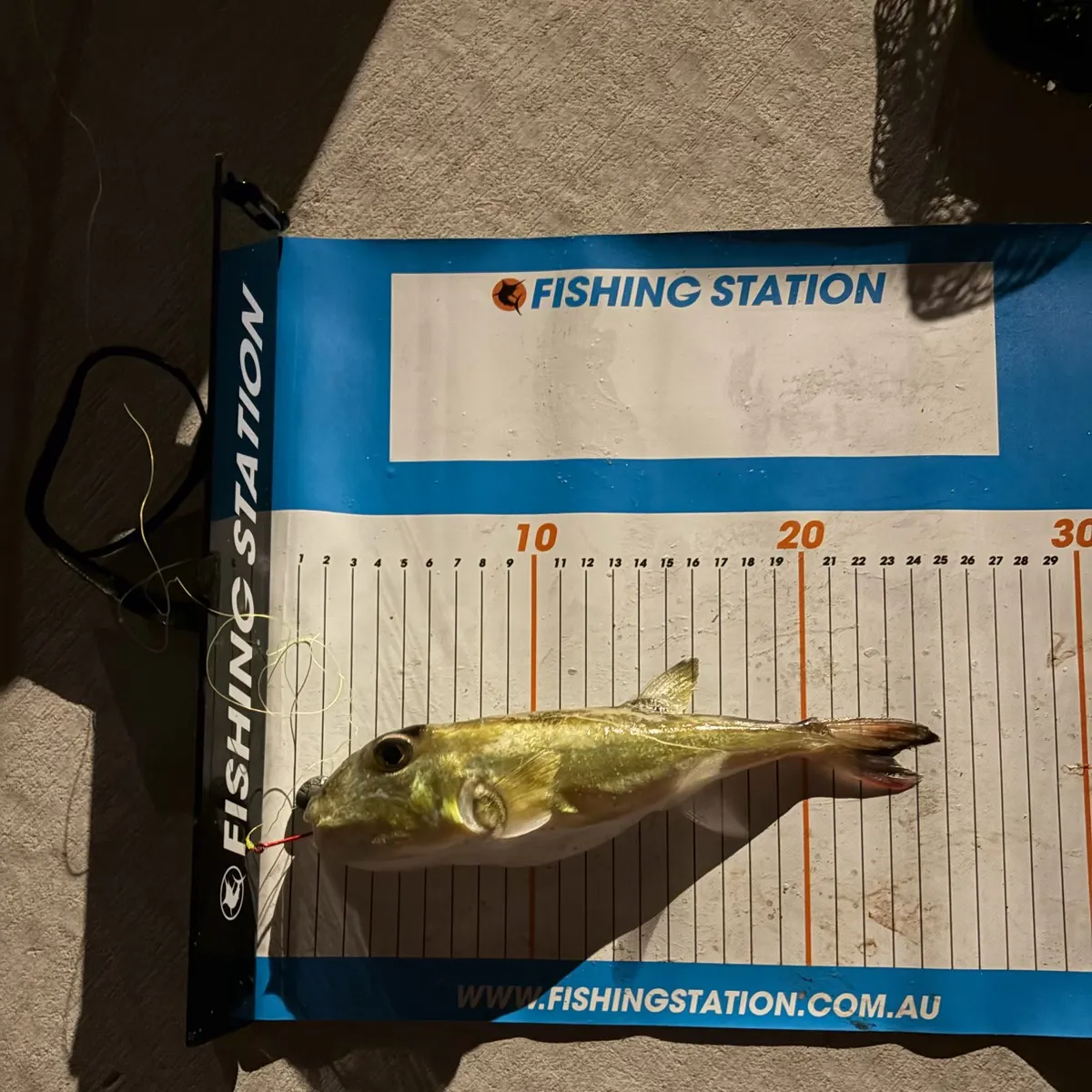 The most recent Half-smooth golden pufferfish catches on Fishbrain