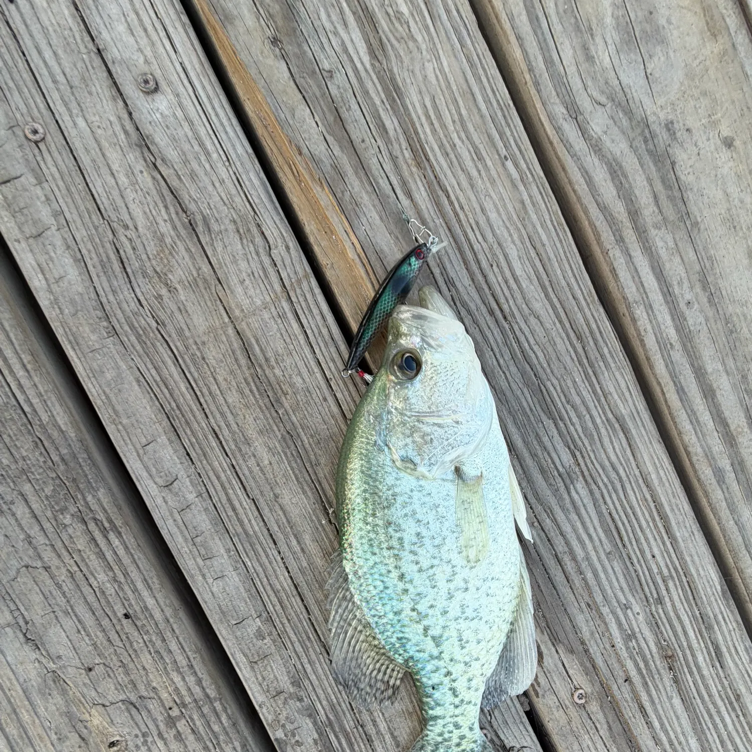 Black crappie caught on Fishbrain