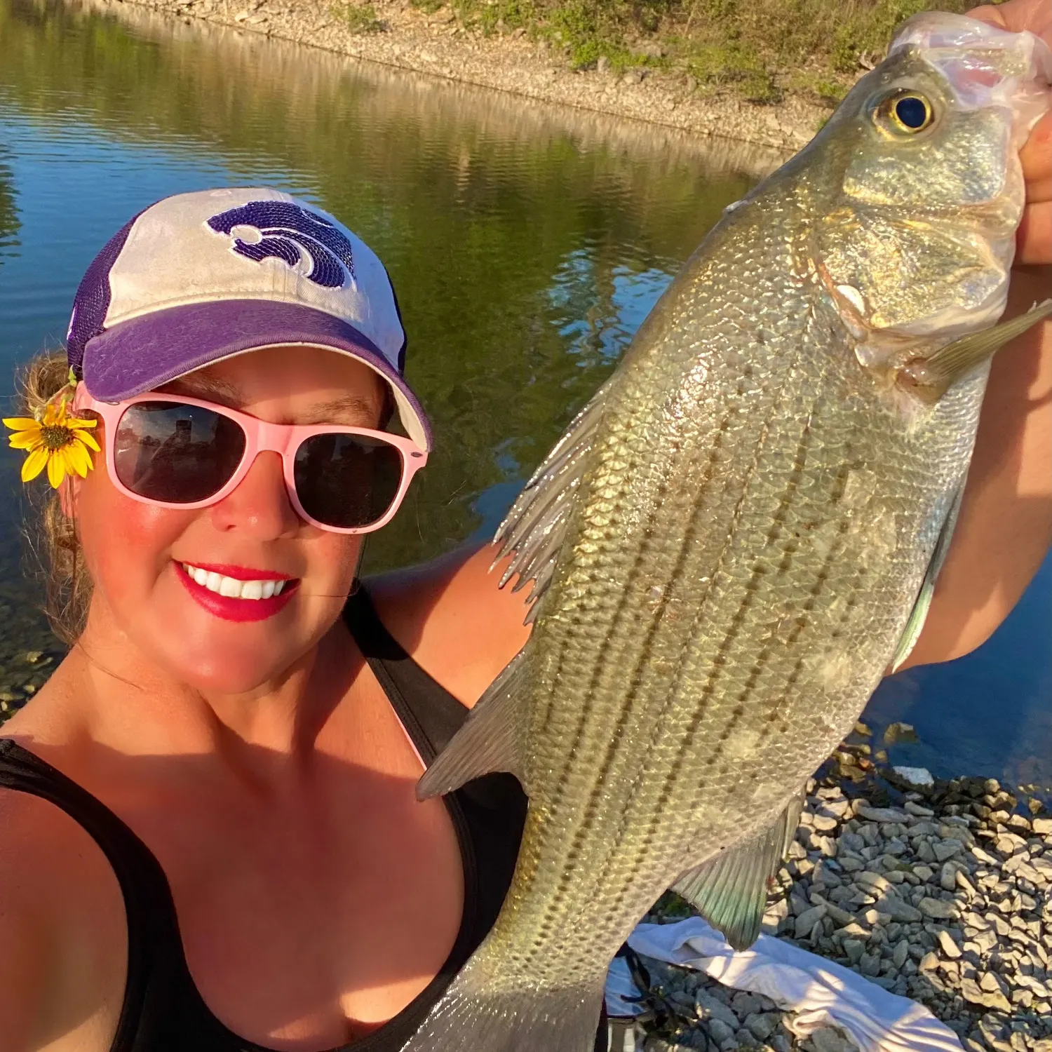 White bass caught on Fishbrain