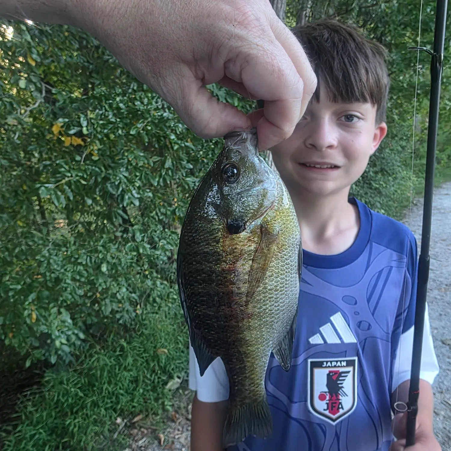 Bluegill caught on Fishbrain