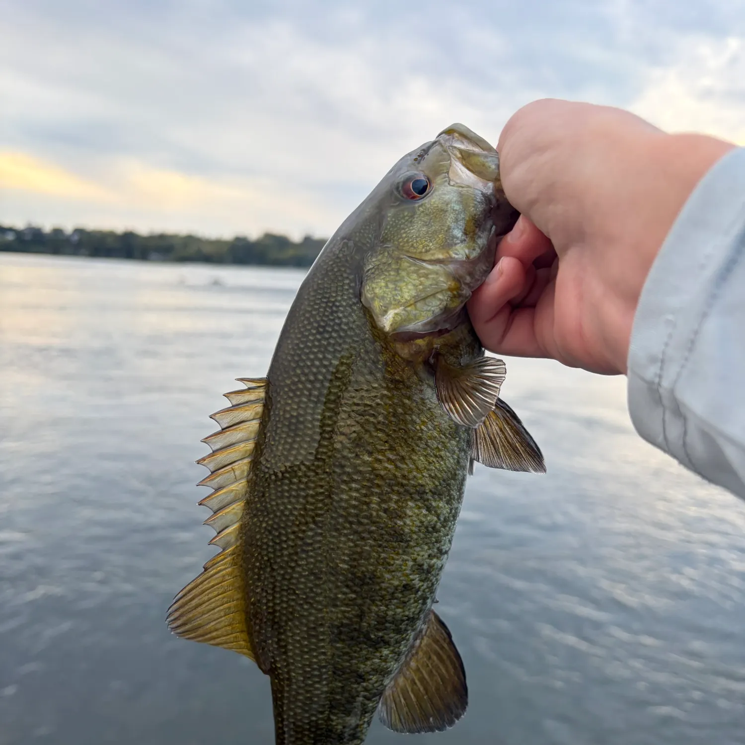 Smallmouth bass caught on Fishbrain