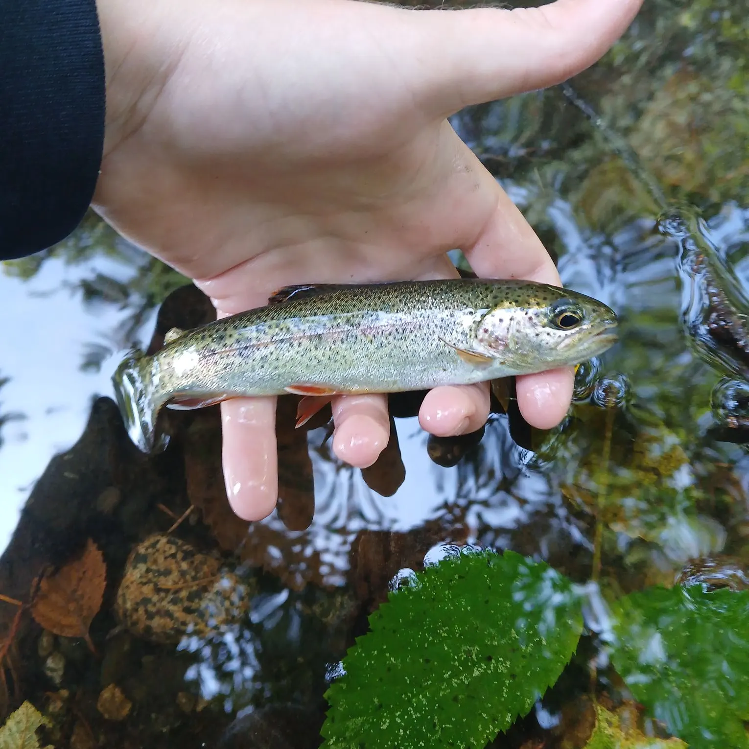 Coastal cutthroat trout caught on Fishbrain