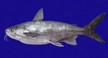Chilhuil sea catfish