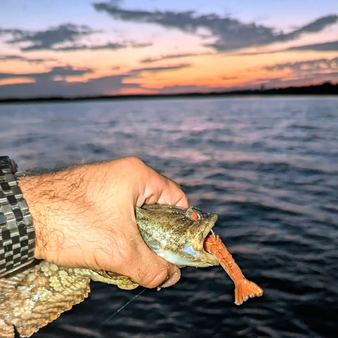 The most recent Oyster toadfish catches on Fishbrain
