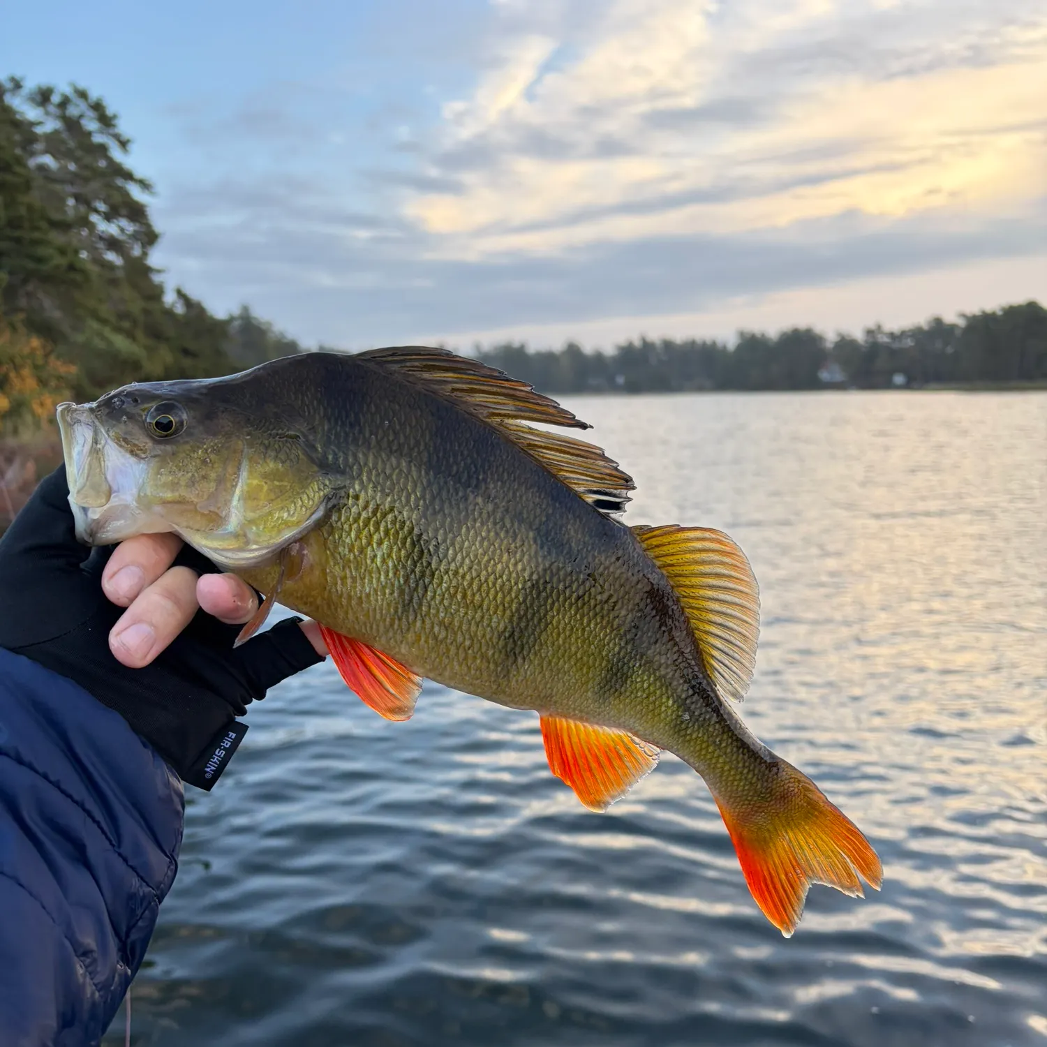 European perch caught on Fishbrain
