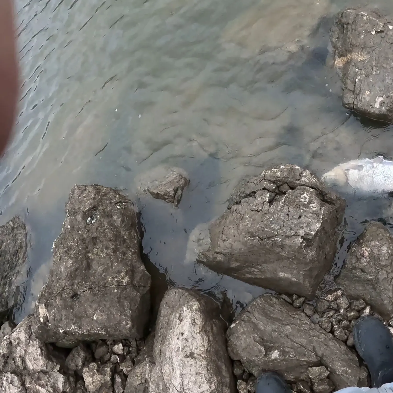 The most recent Silver carp catches on Fishbrain