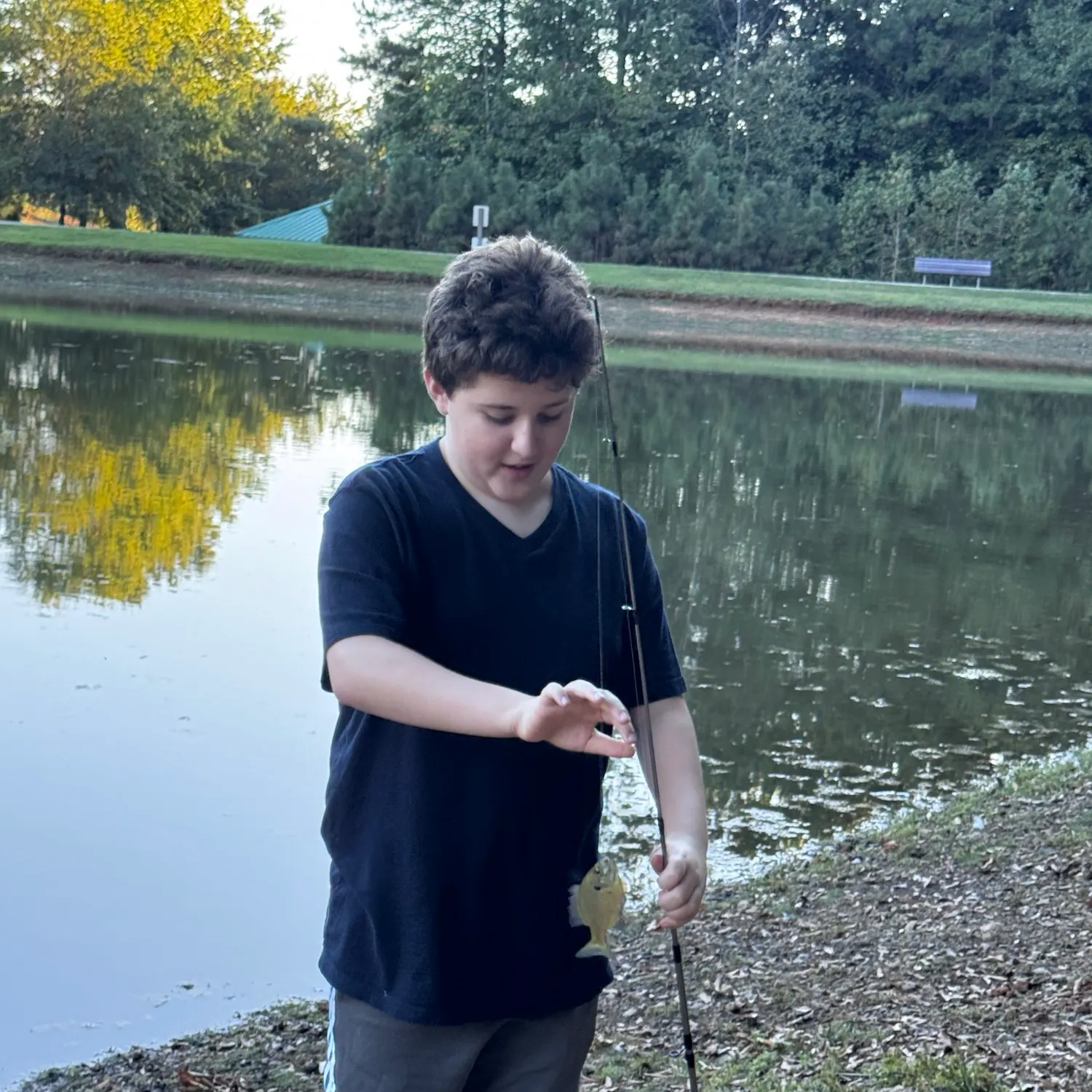Bluegill caught on Fishbrain