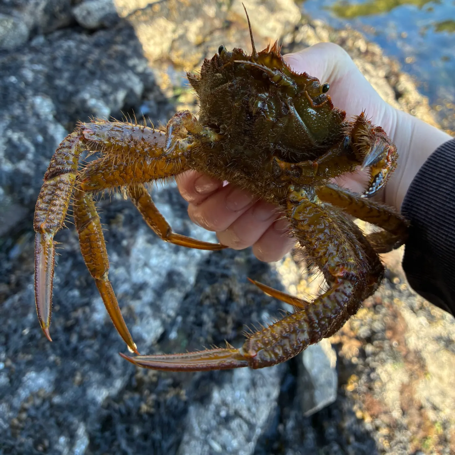The most recent Northern kelp crab catches on Fishbrain