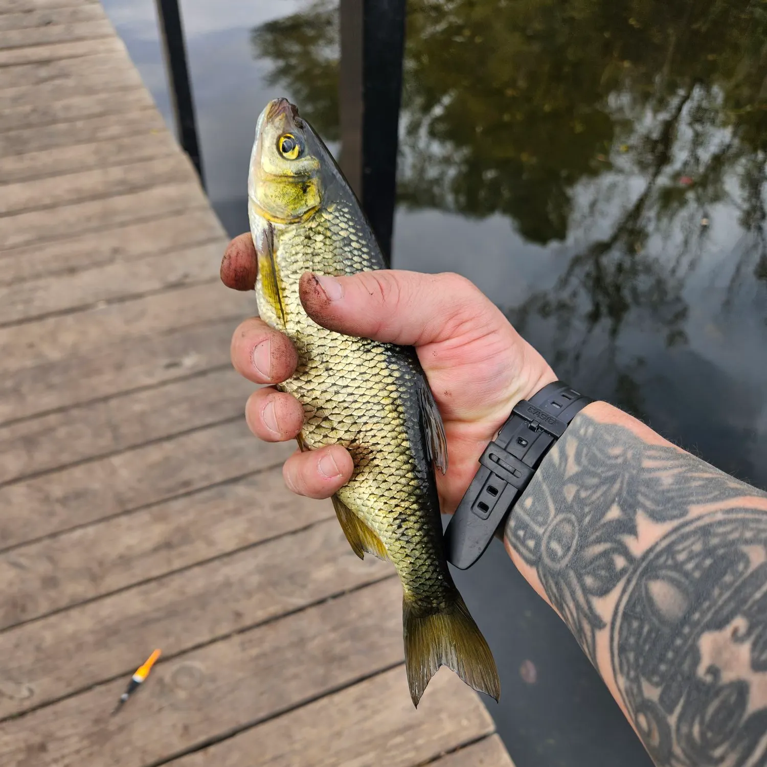 Golden shiner caught on Fishbrain