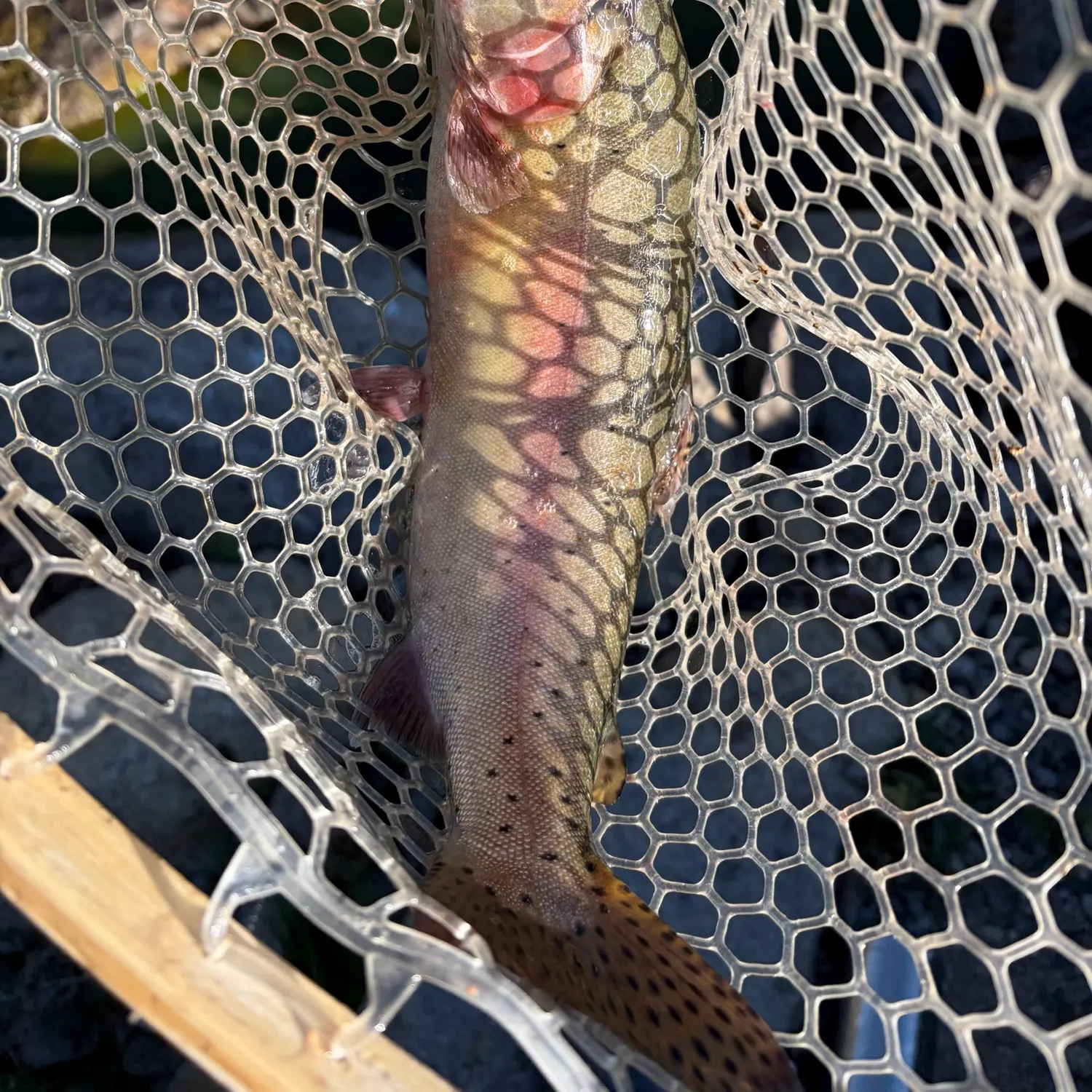 Lahontan cutthroat trout caught on Fishbrain