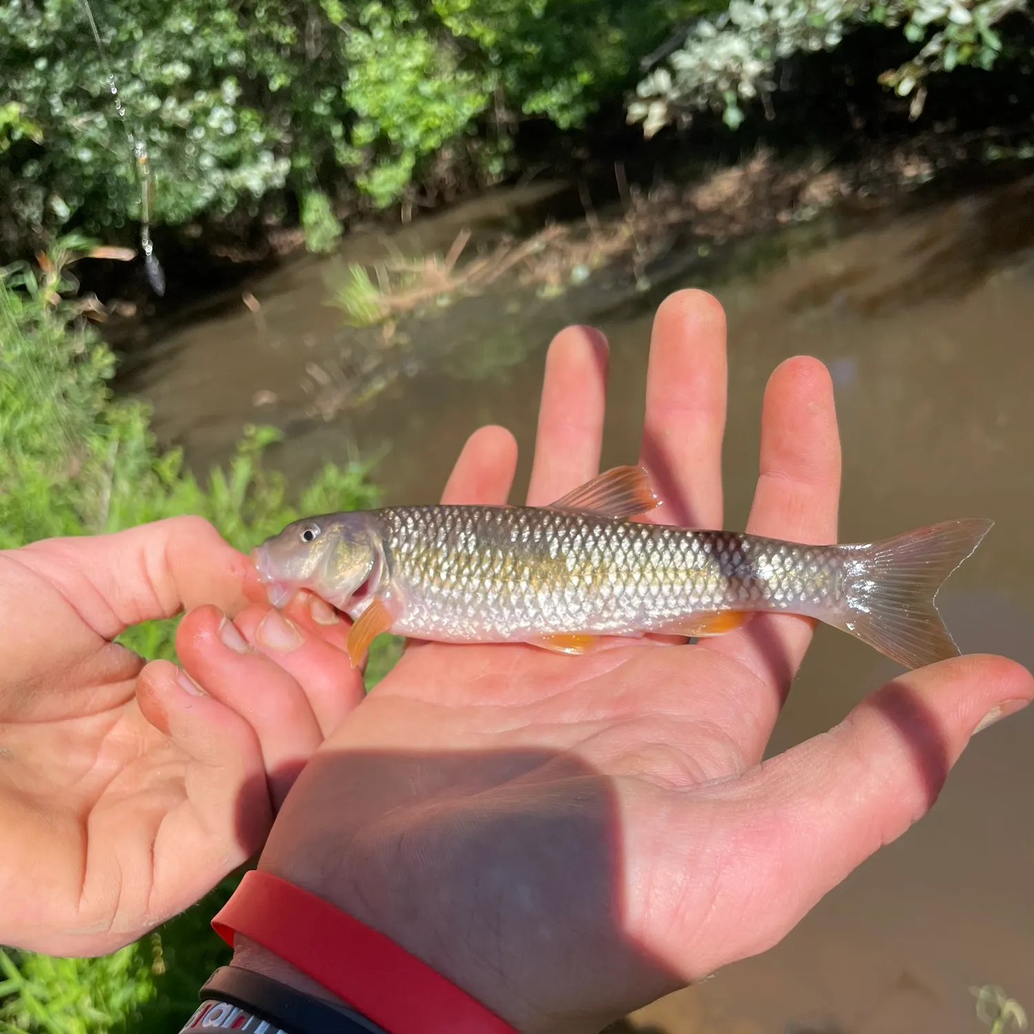 angler catch